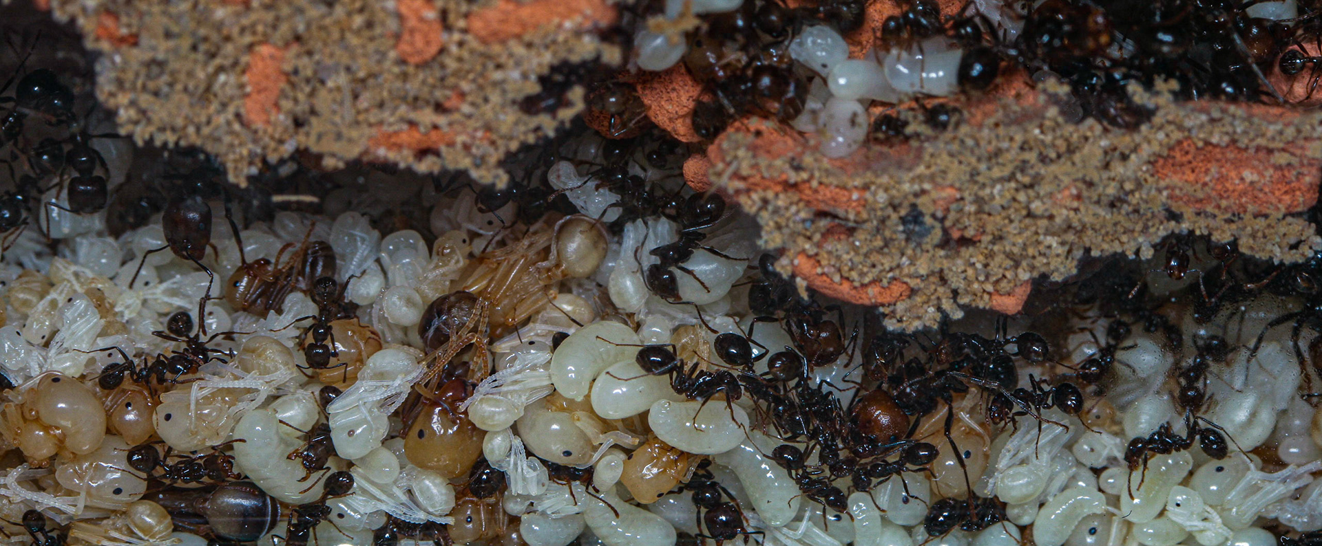 havester ant (Messor barbarus)