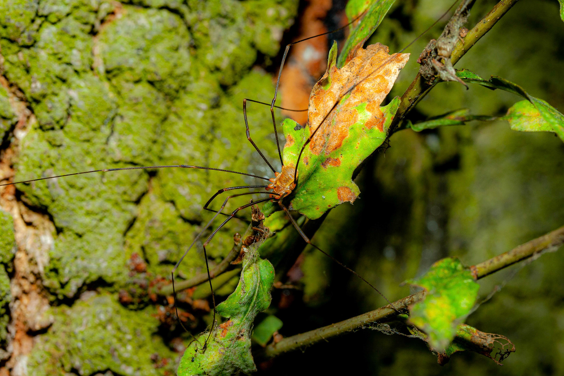 harvestman (Opiliones) / Apenninenkanker (Opilio canestrinii)