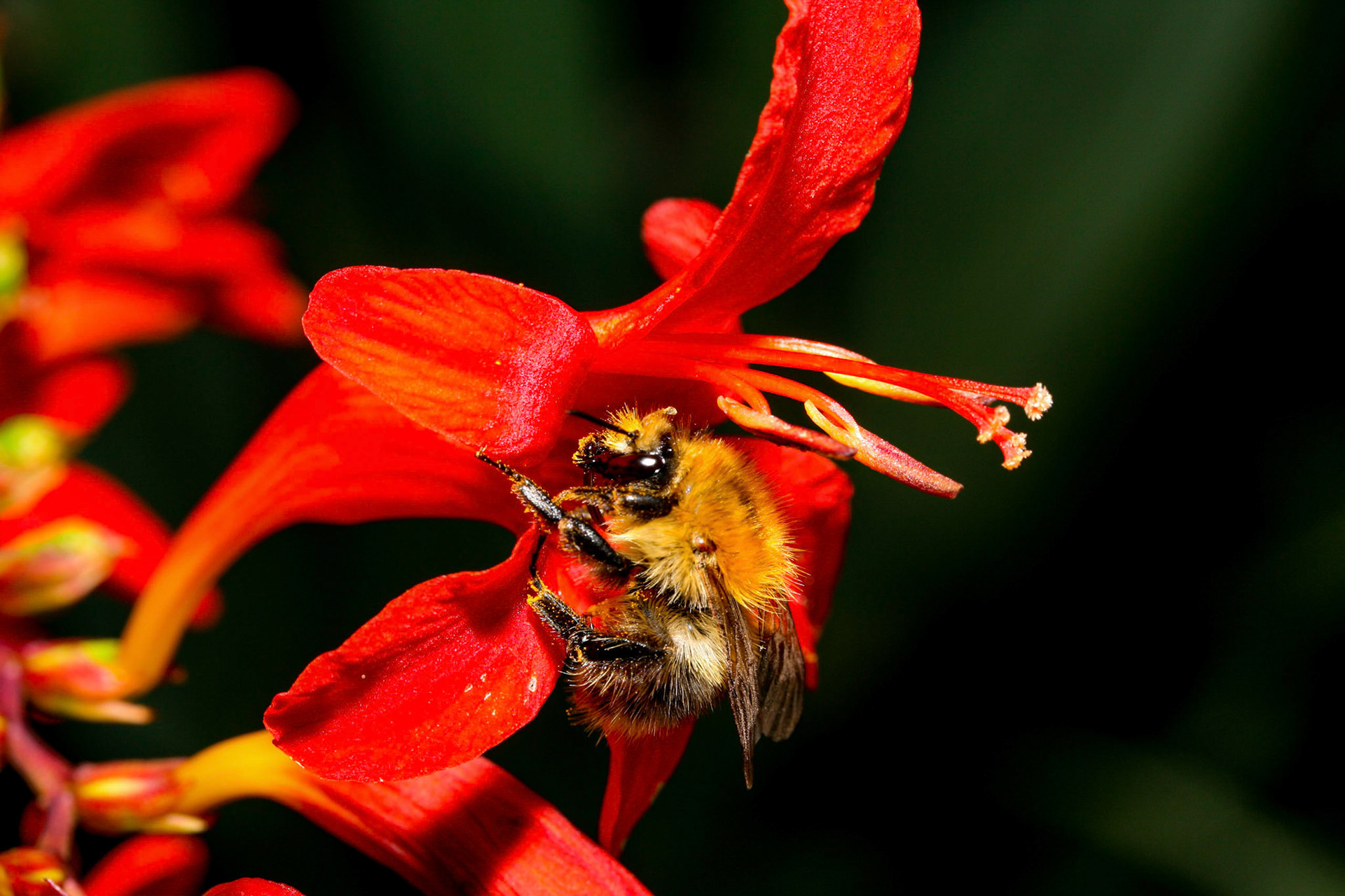 bumblebee (genus Bombus) on garden montbretia