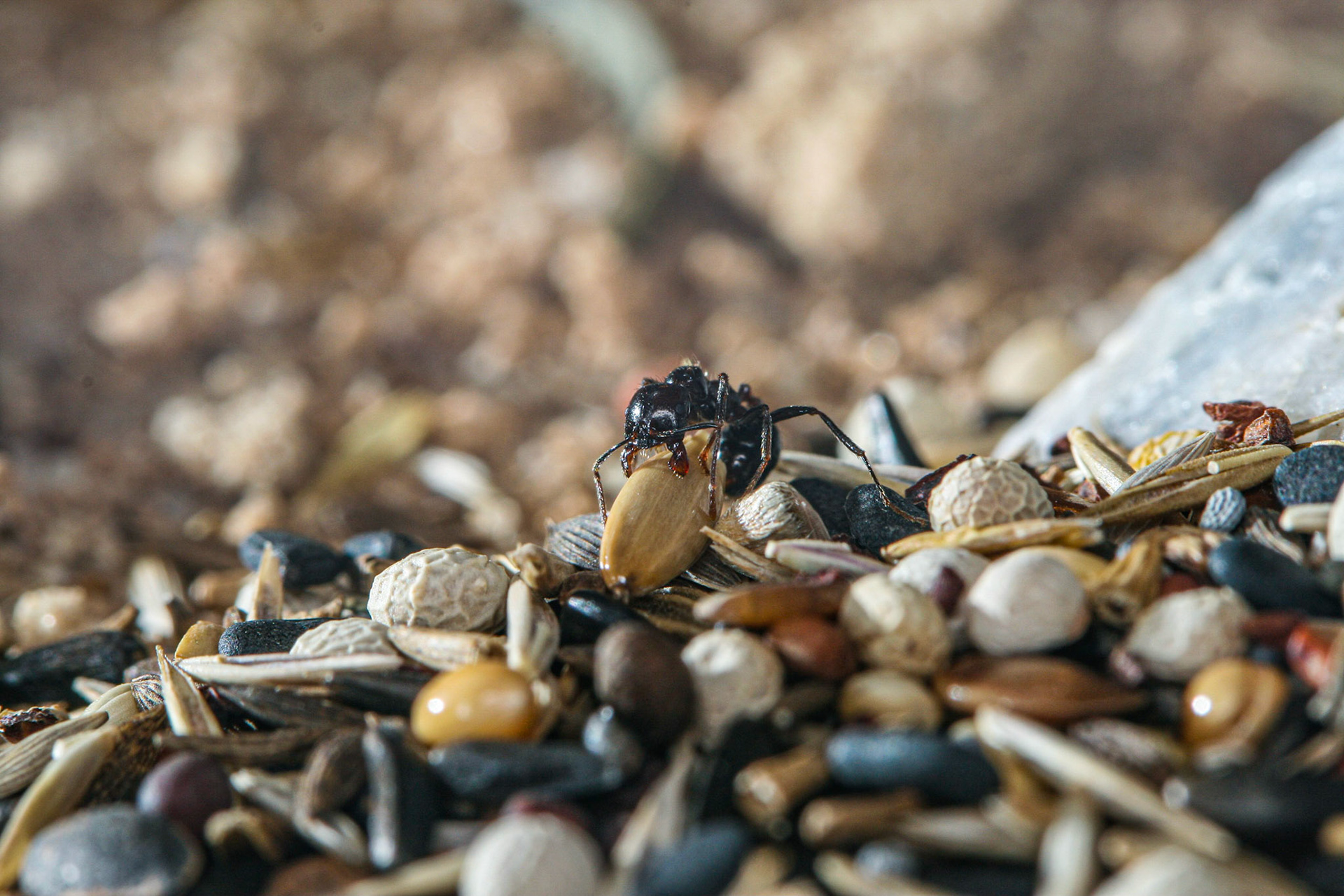 havester ant (Messor barbarus)