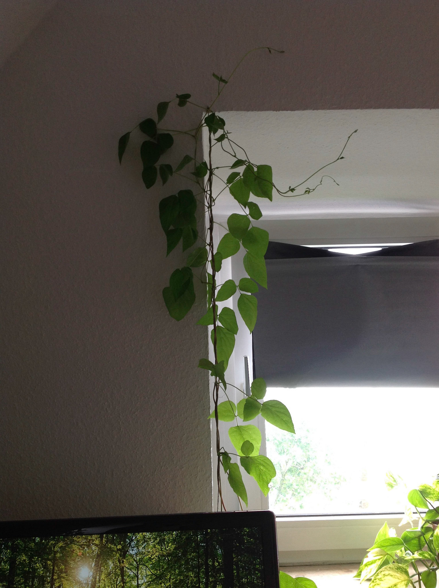 Processed with Rookie