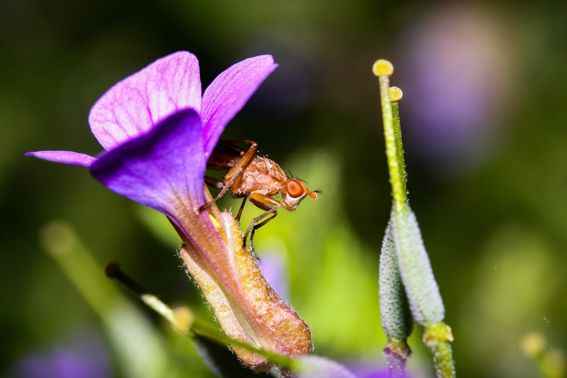 small fly on small flower