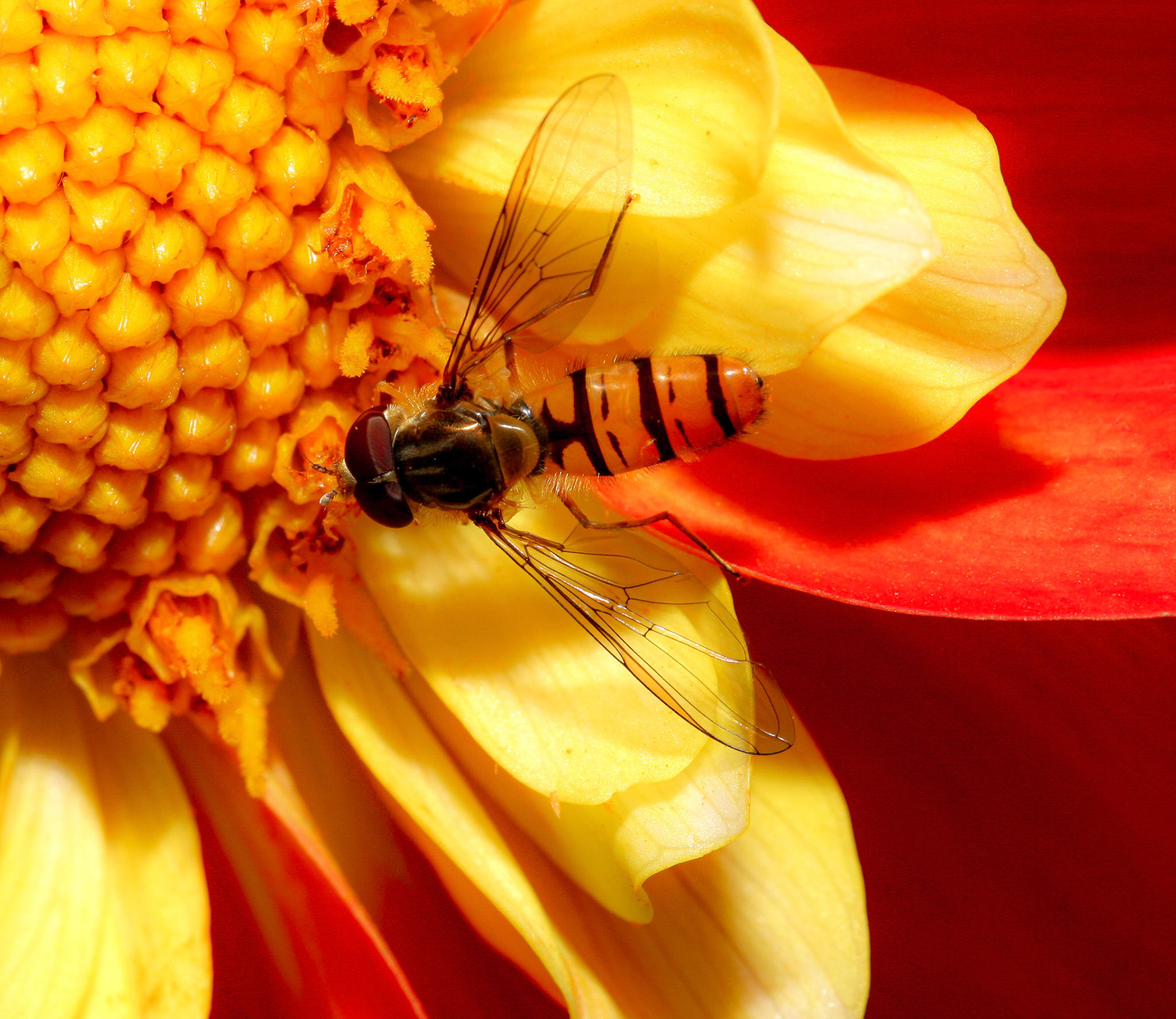 hoverfly (Syrphidae)