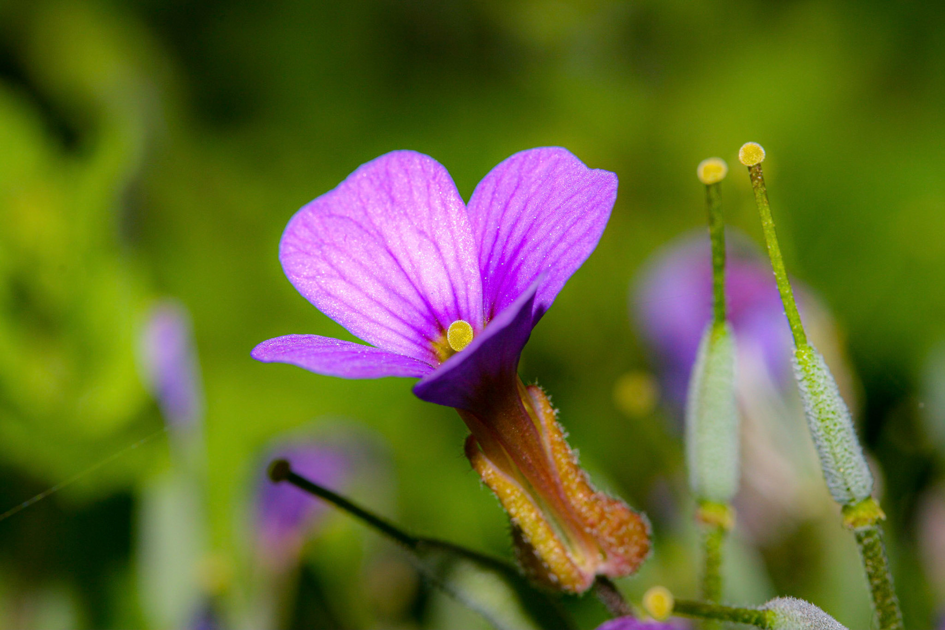 small purple flower