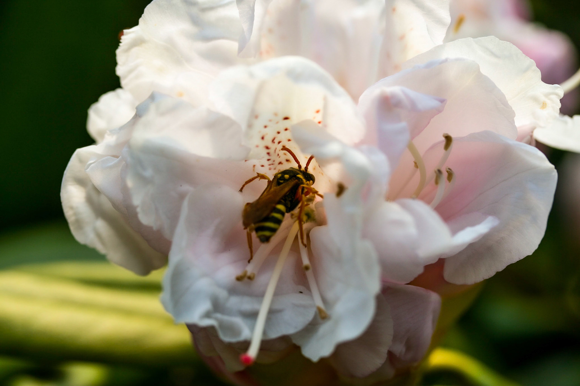 wasp (Vespula germanica)