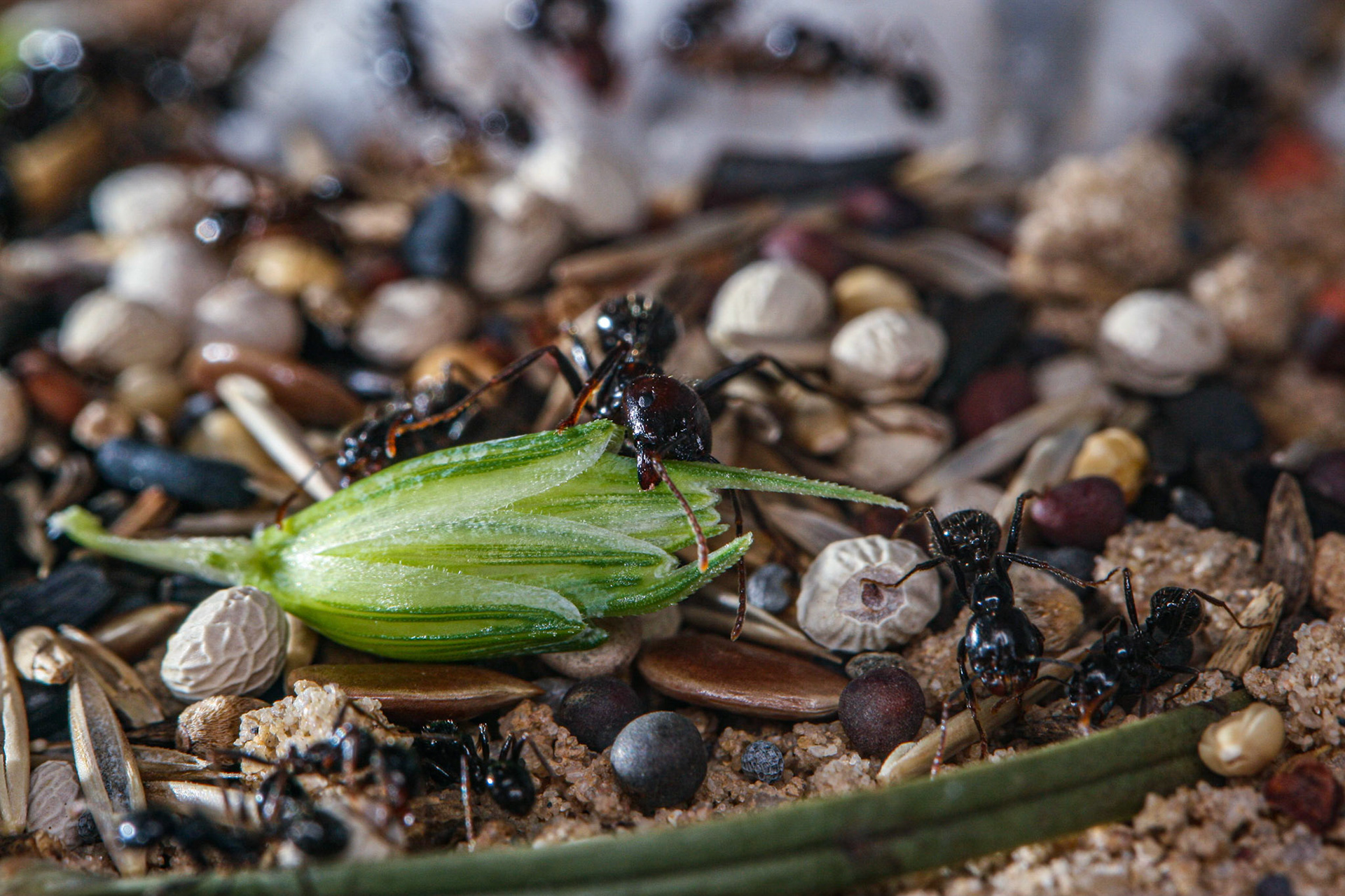havester ant (Messor barbarus)