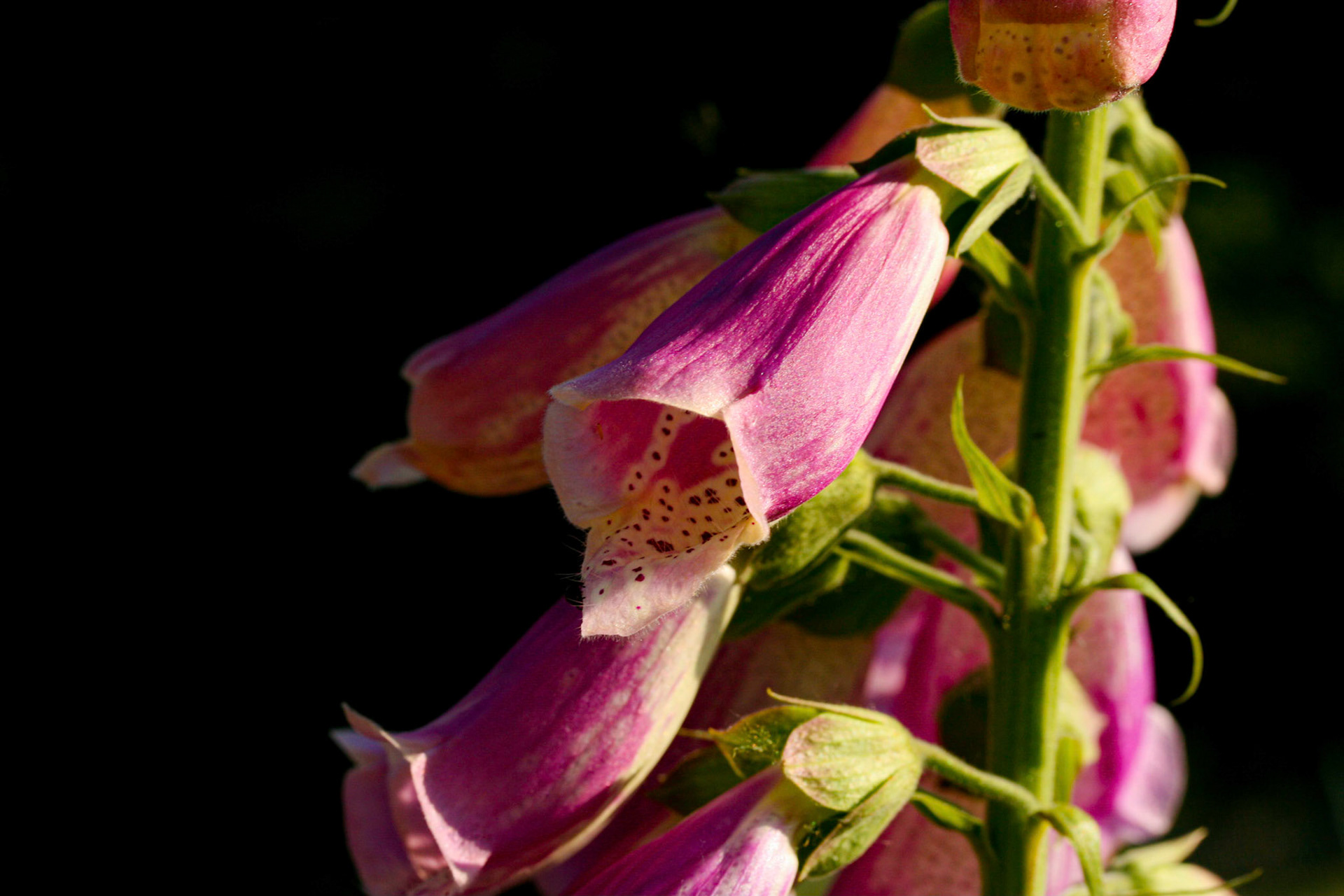 purple foxglove (Digitalis purpurea)