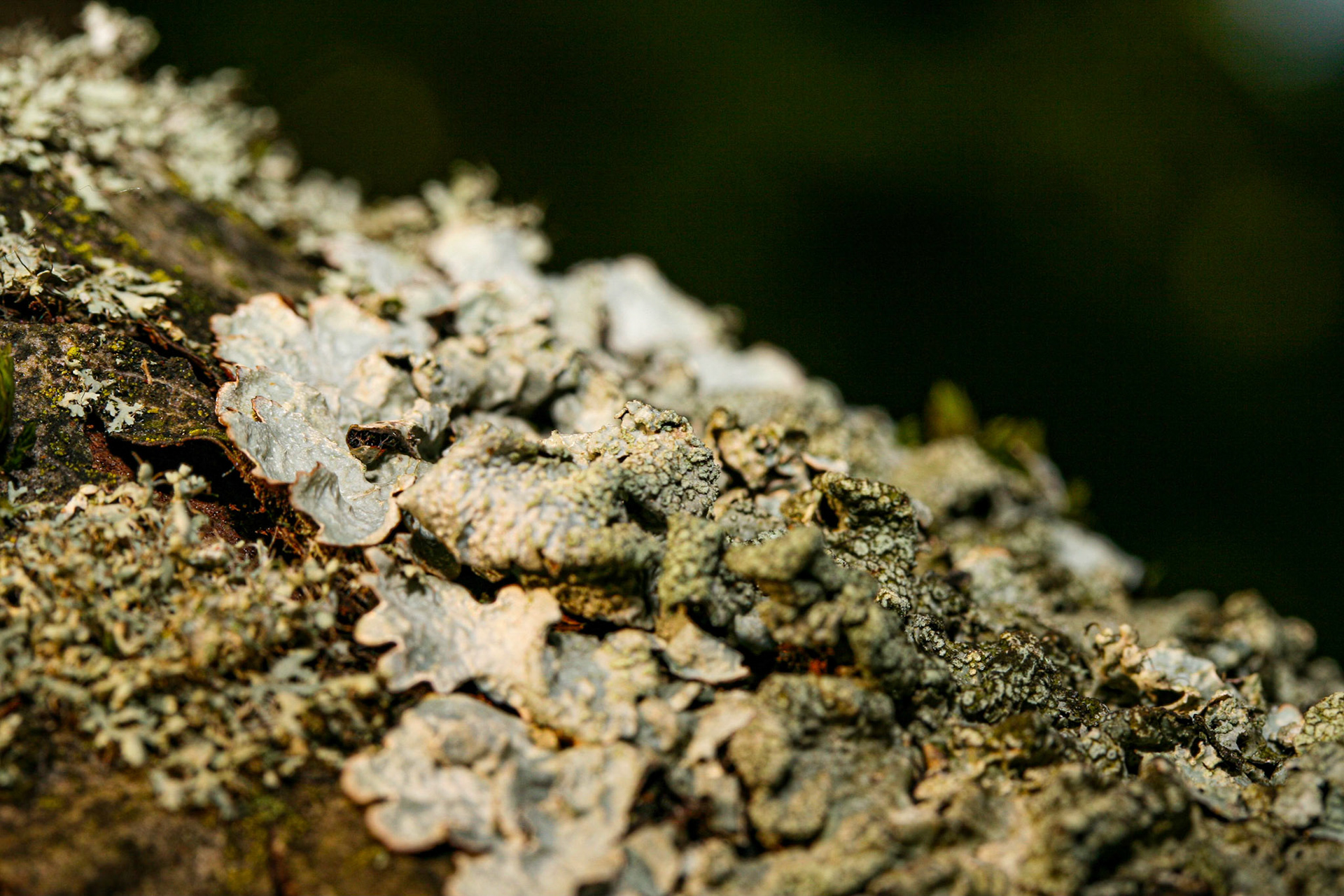 lichen (Pannaria lurida)