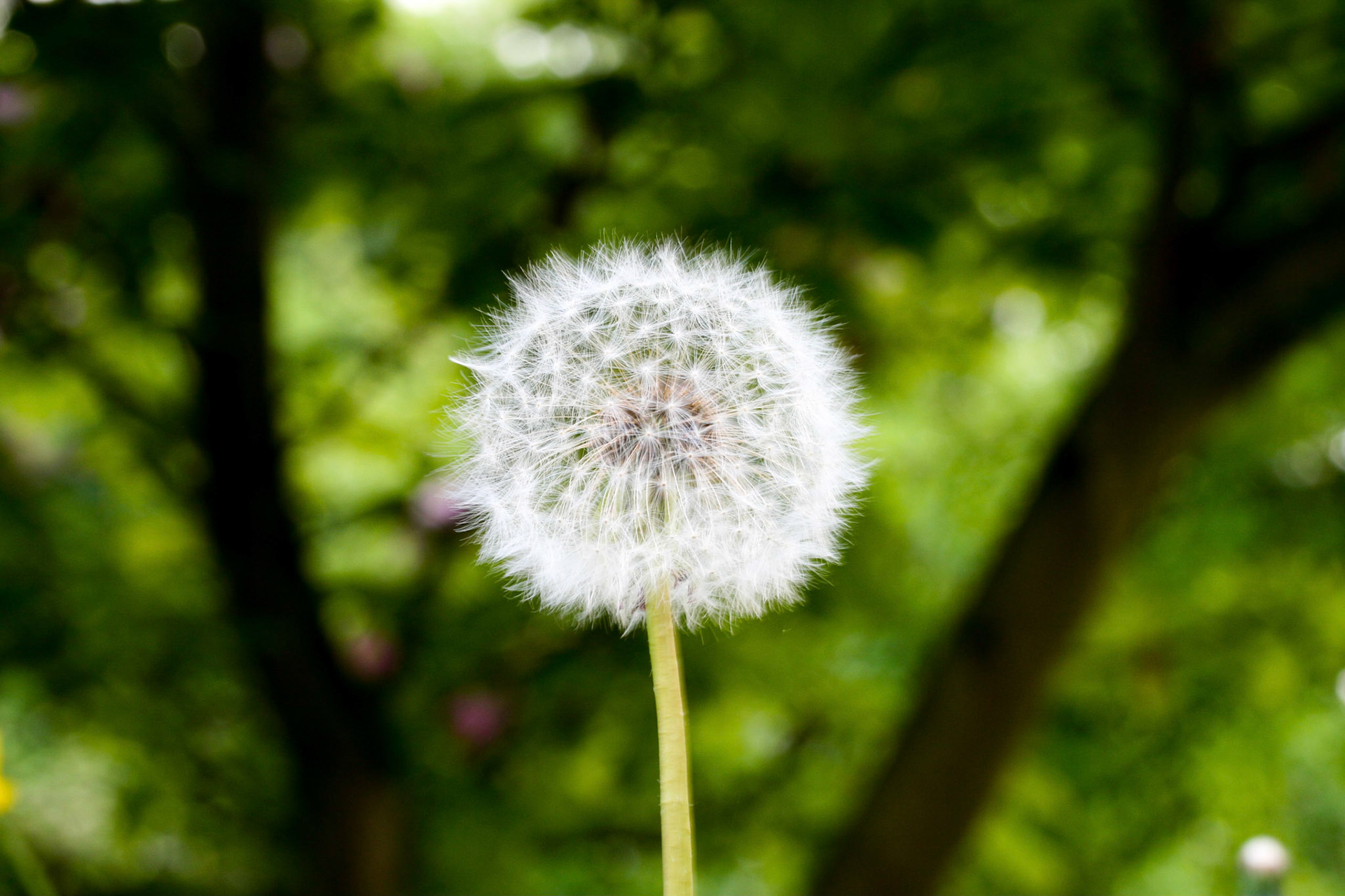 dandelion (genus Taraxacum)