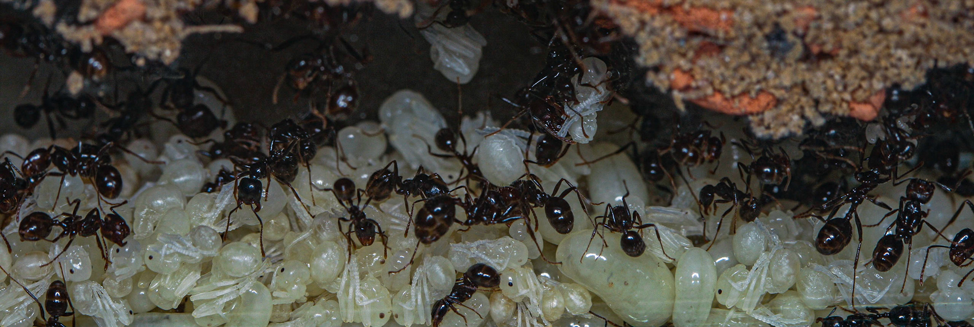 havester ant (Messor barbarus)