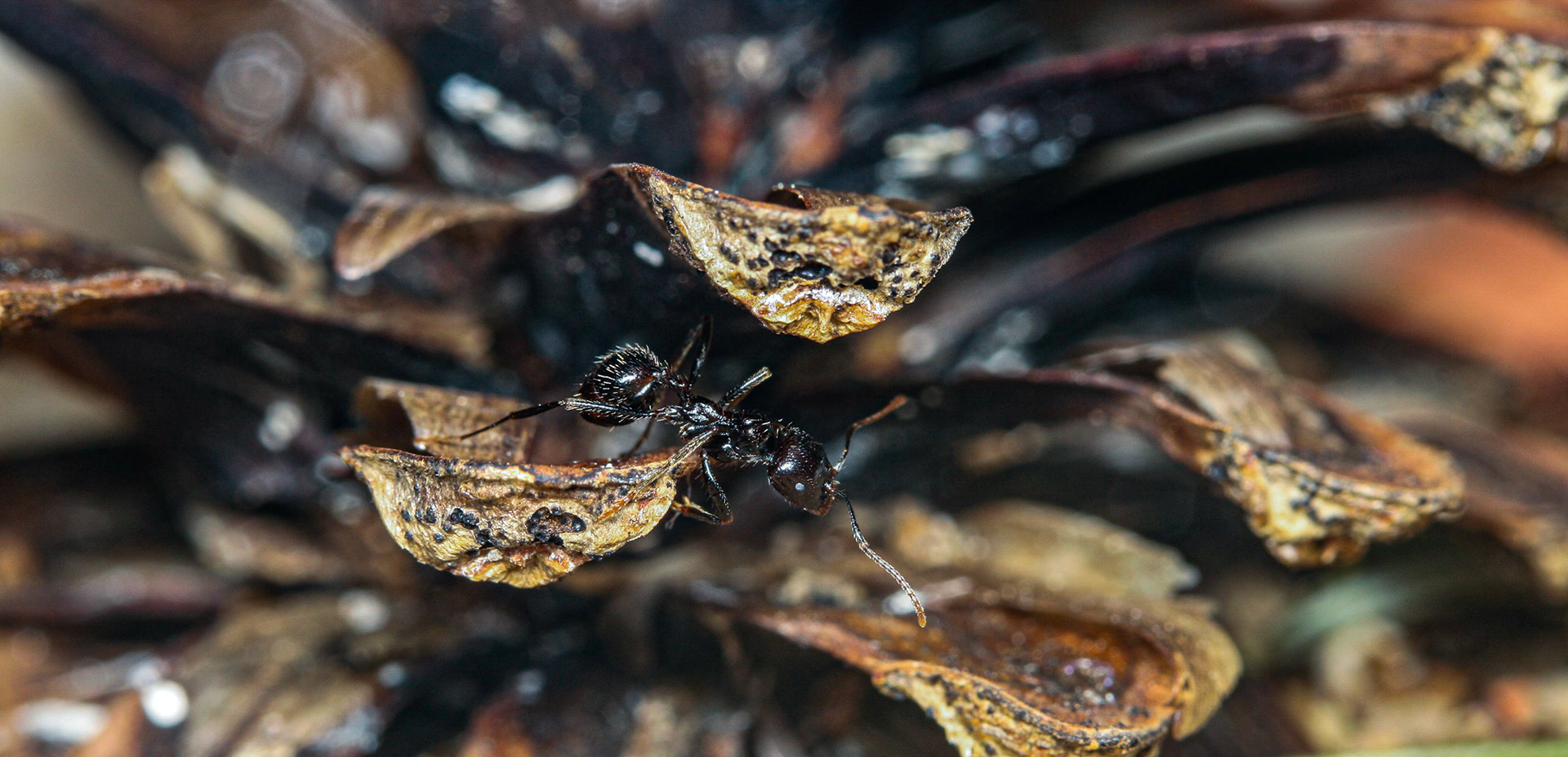 havester ant (Messor barbarus)