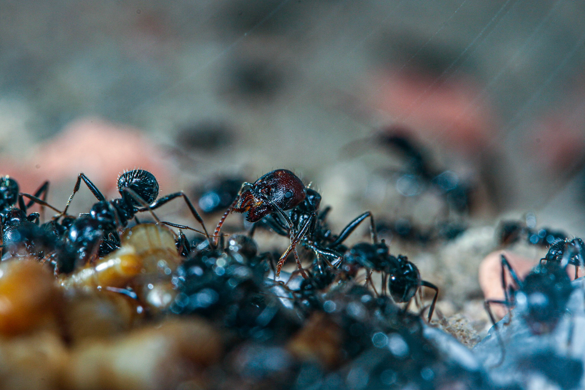 havester ant (Messor barbarus)