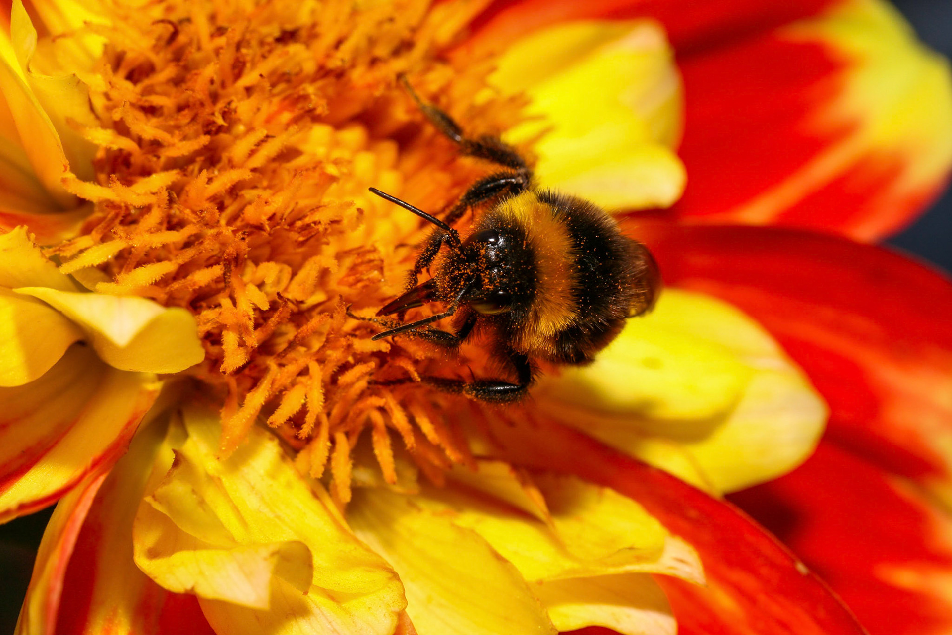 bumblebee (genus Bombus)