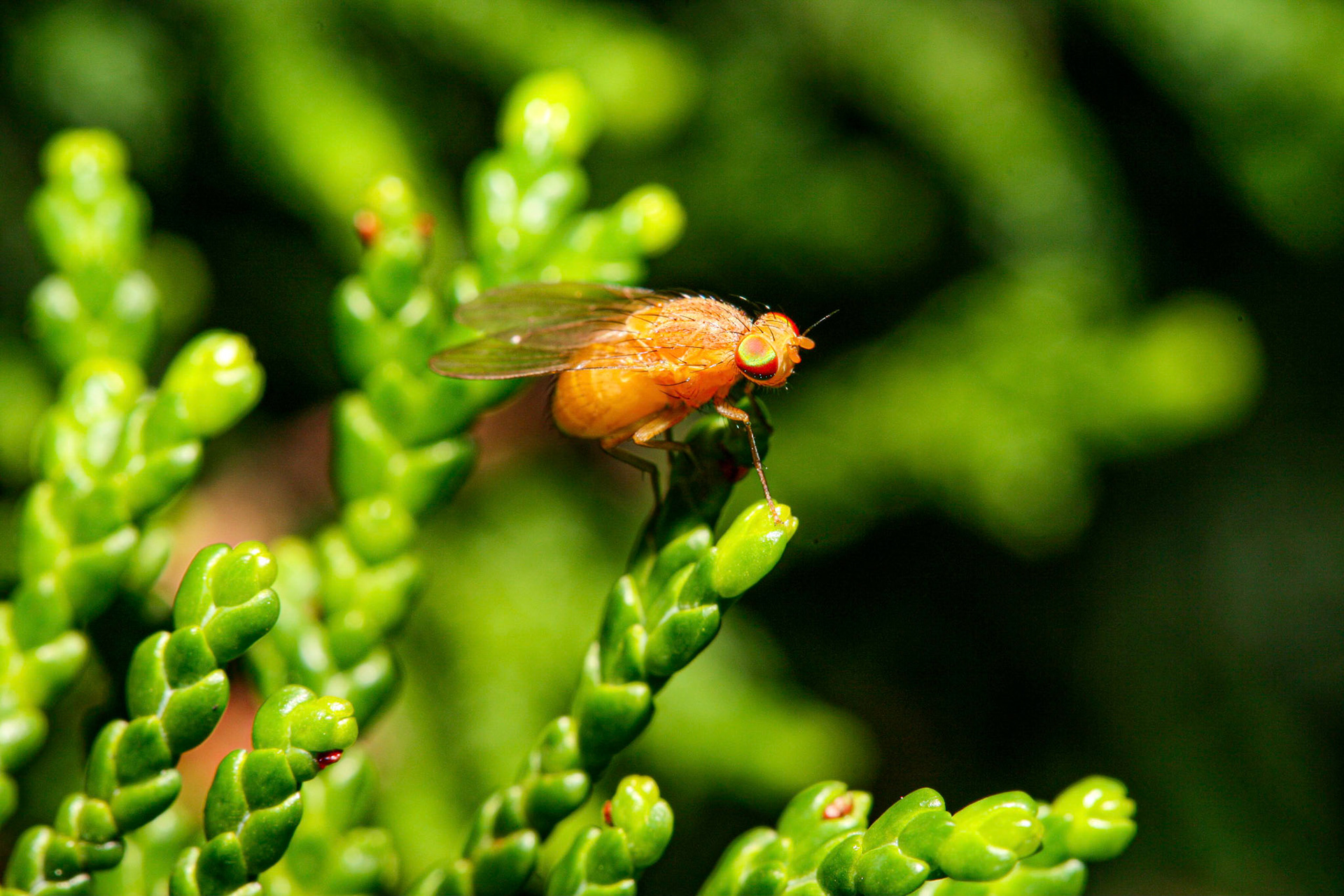 Fly (Sapromyza sexpunctata)