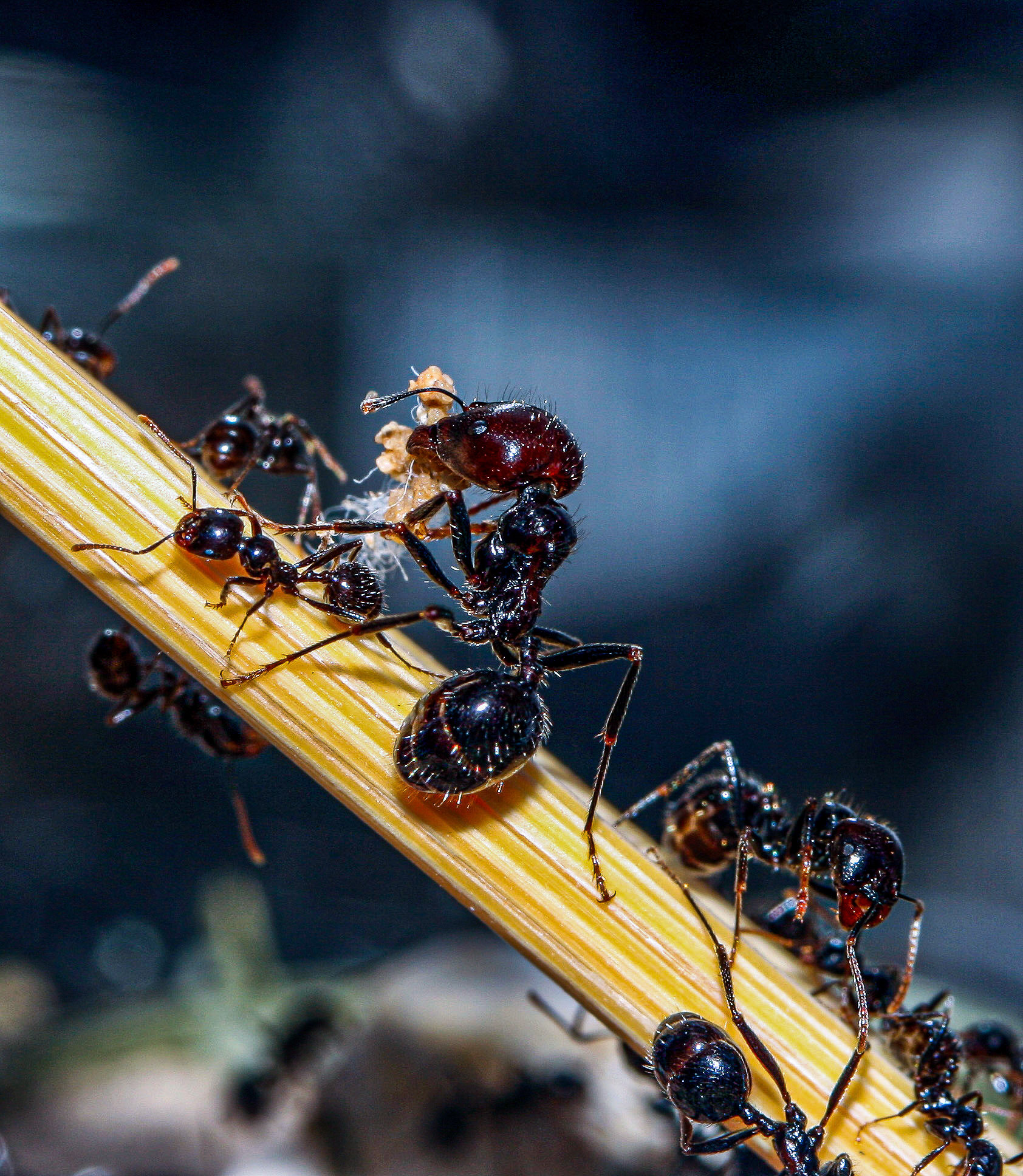 havester ant (Messor barbarus)
