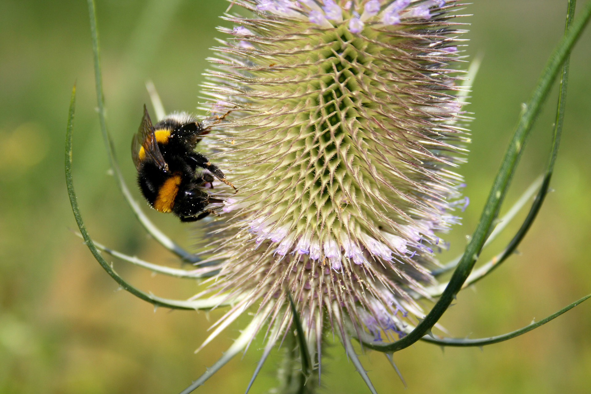 bumblebee (genus Bombus)