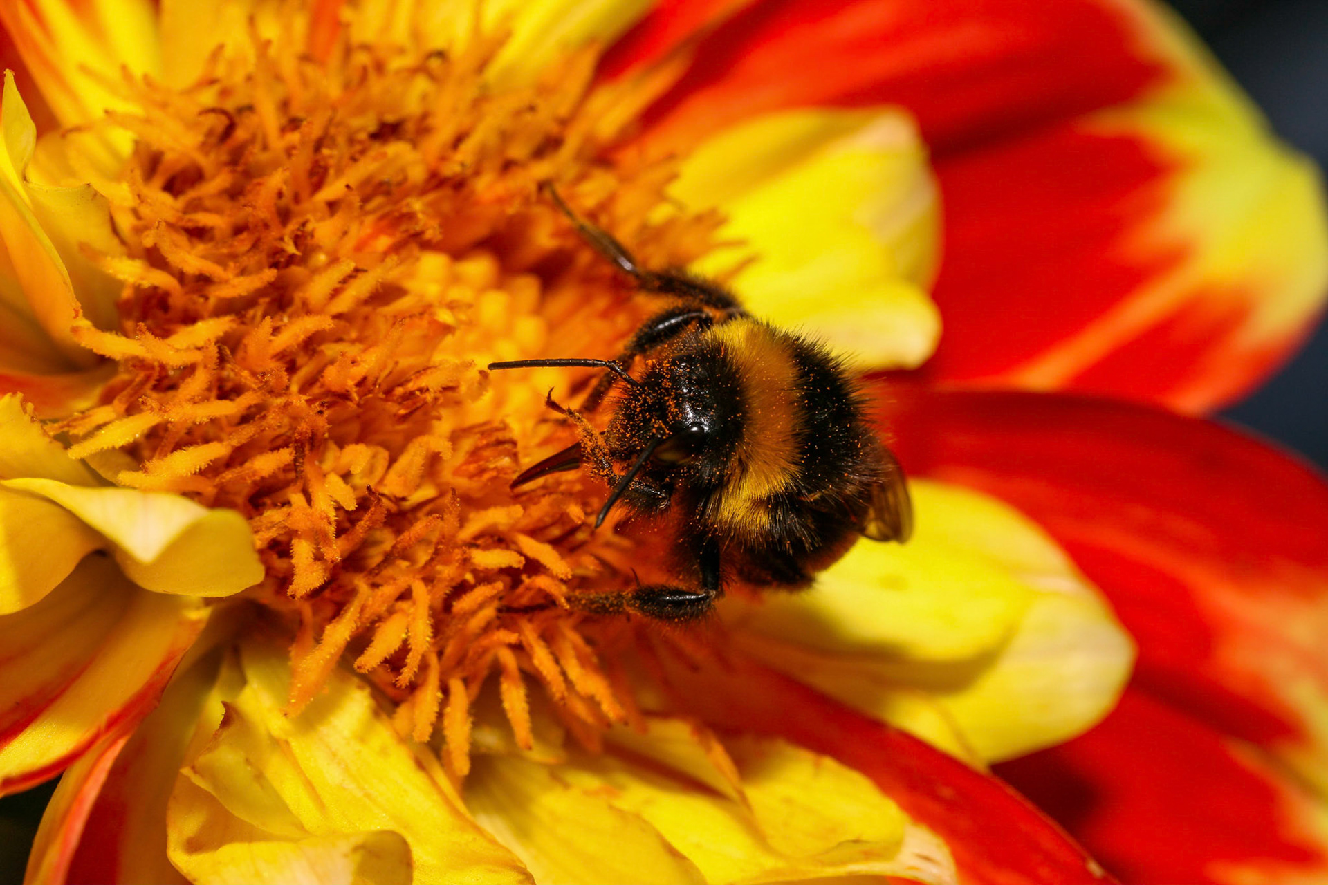 bumblebee (genus Bombus)