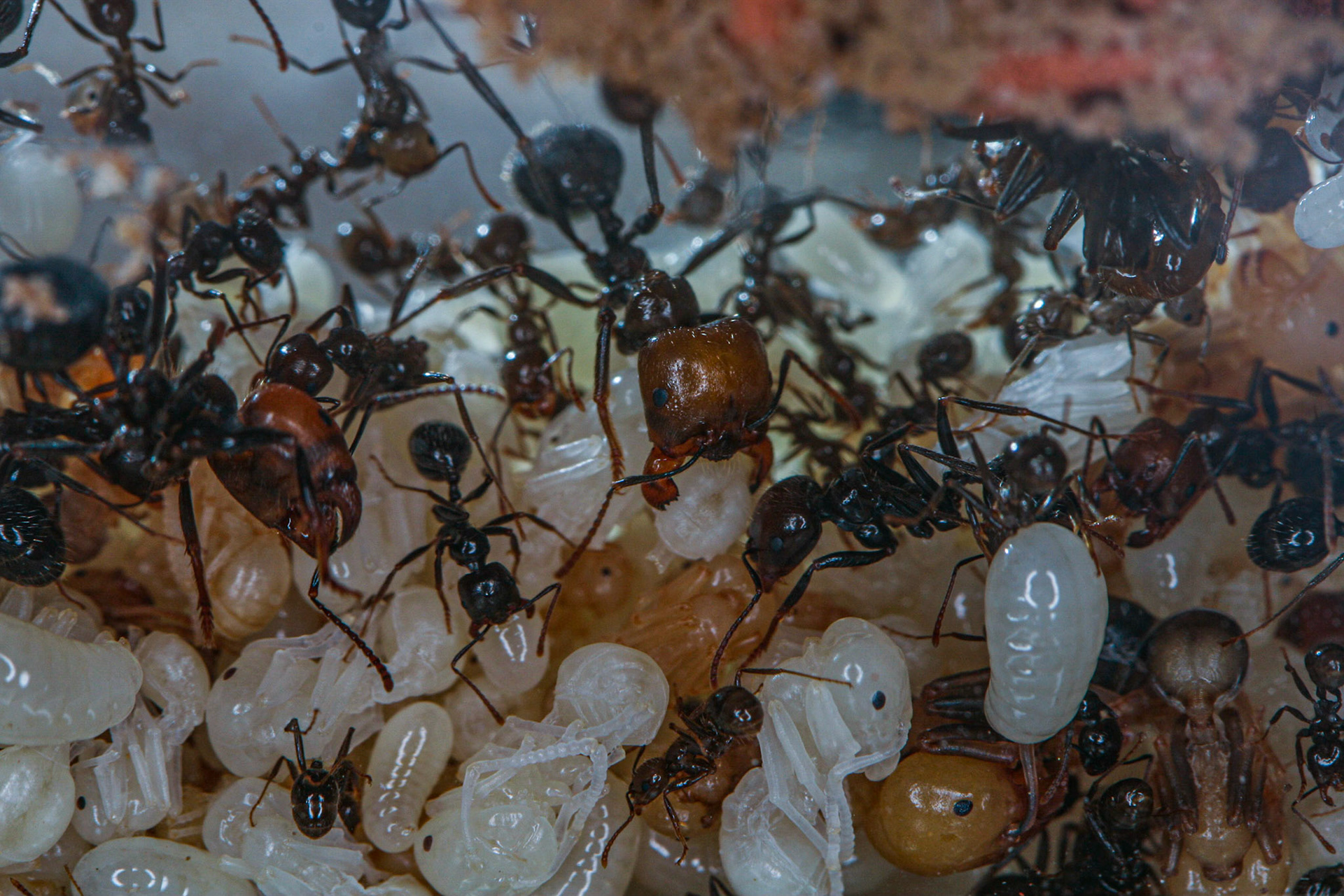 havester ant (Messor barbarus)