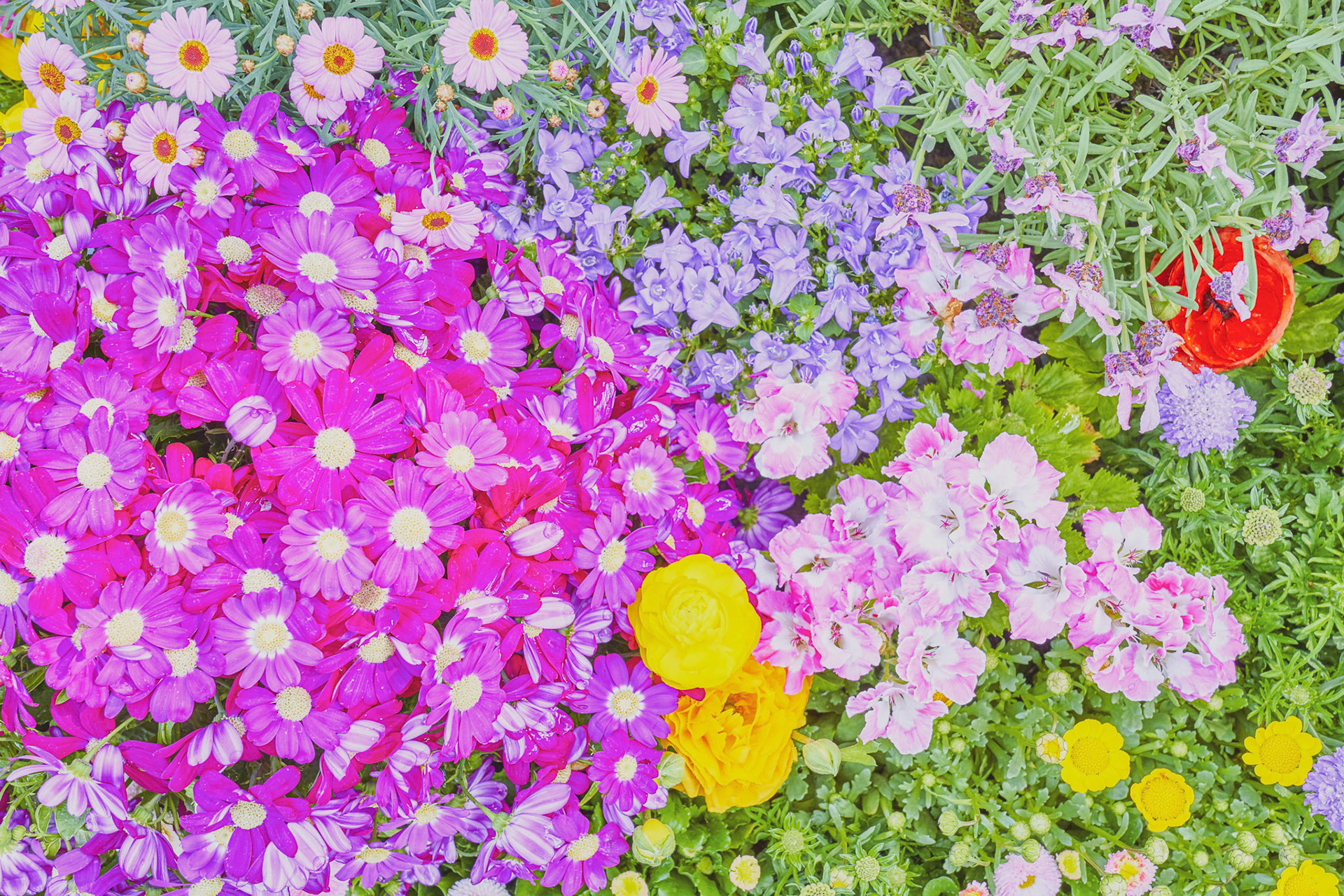 花