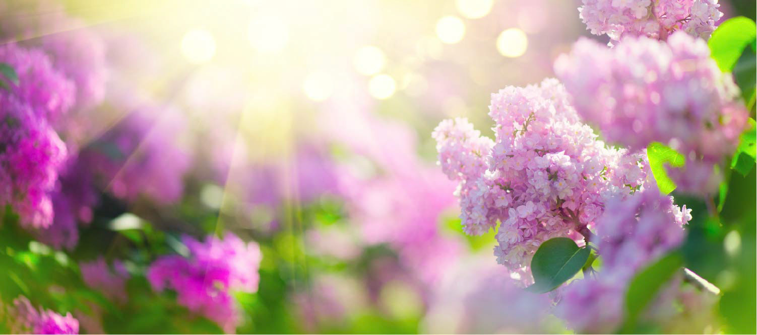 Lilac spring flowers bunch violet art design background. Blooming violet lilac flowers in a garden
