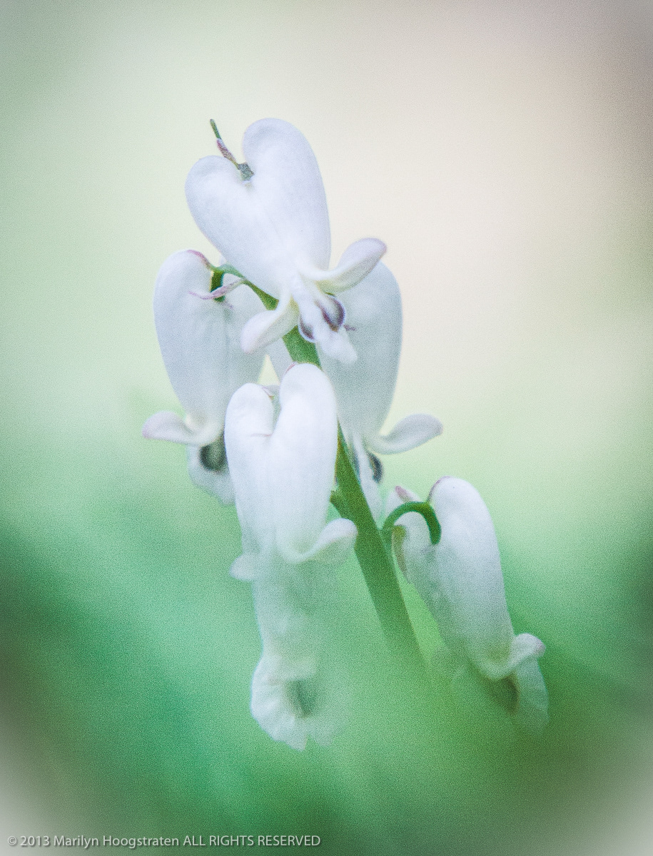 Squirrel Corn, Northern Michigan