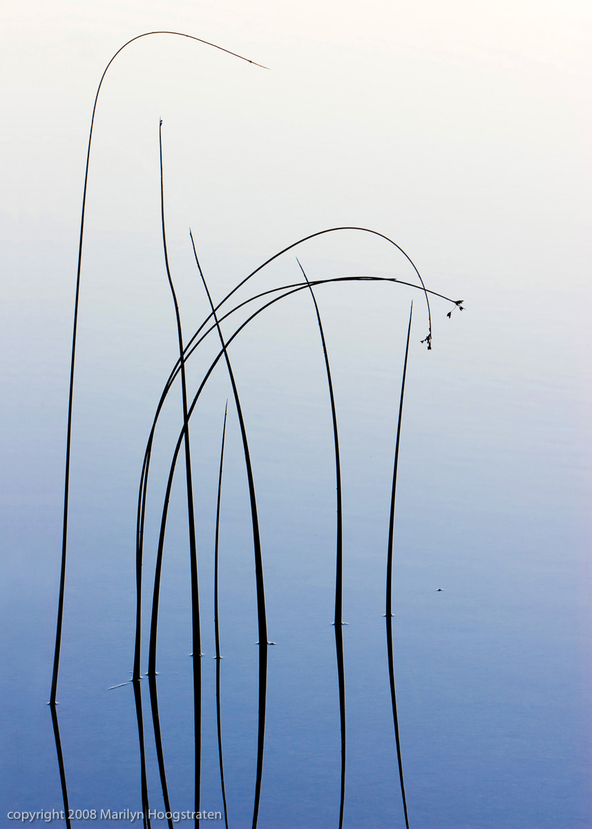 Reeds Reflected, Northern Michigan