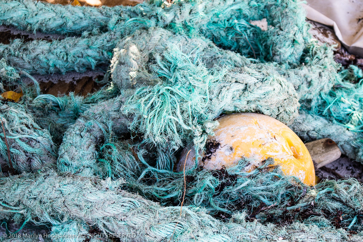 Washed Ashore, St. John, USVI