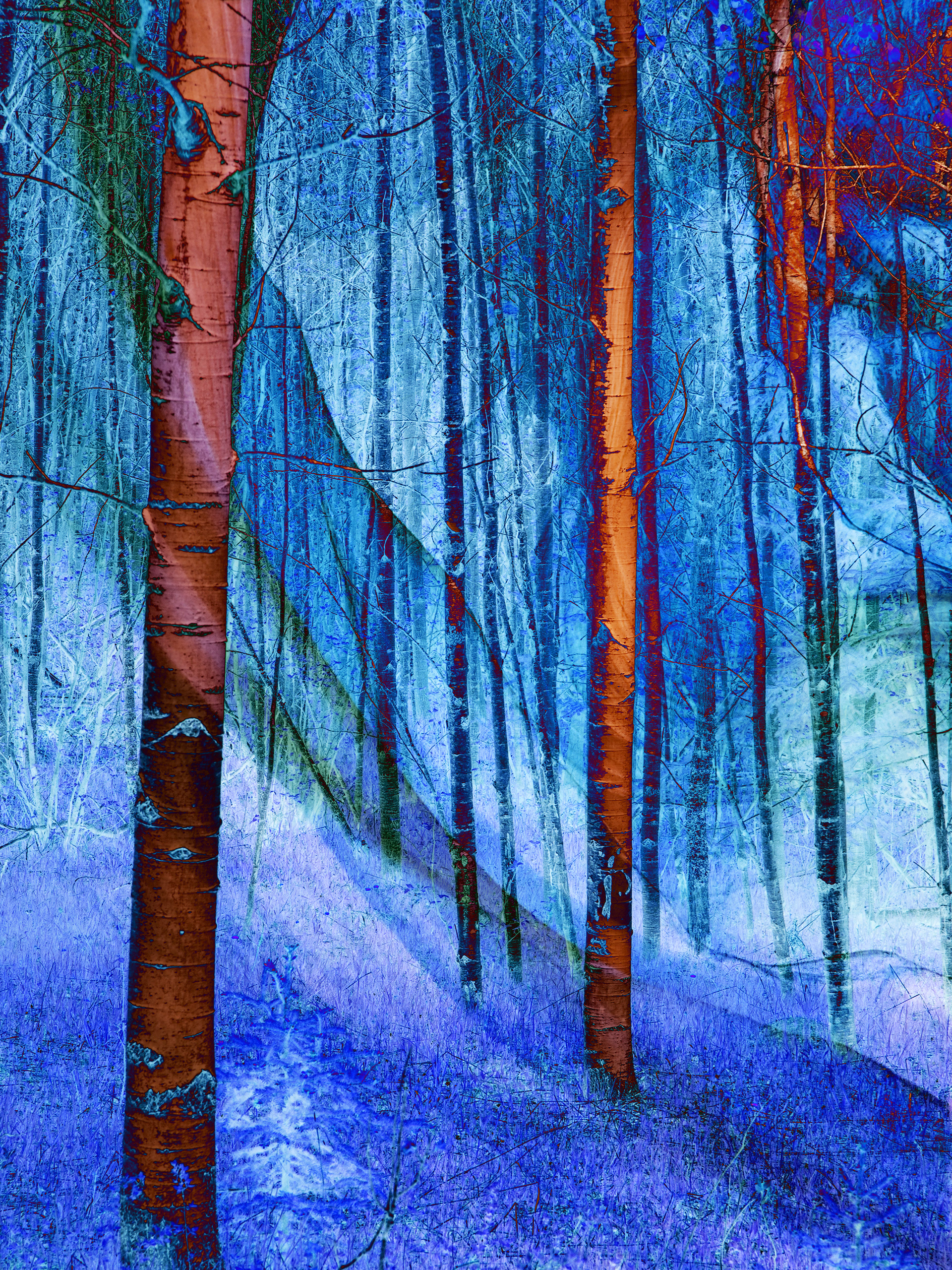 Nocturnal Sanctuary