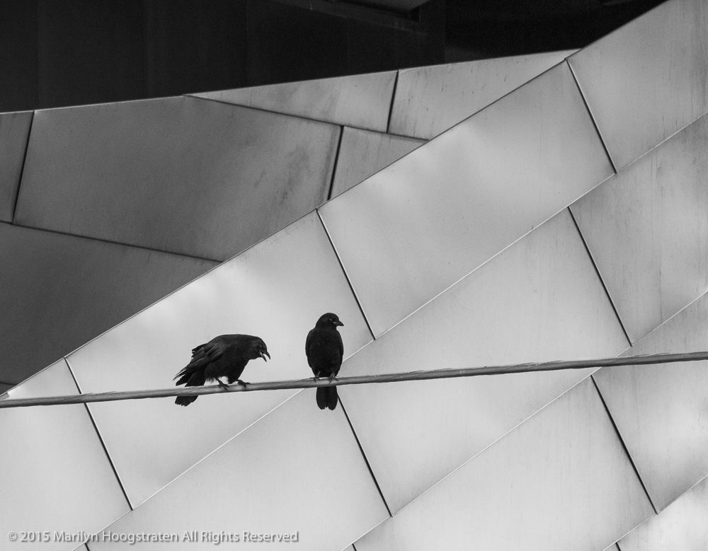 Pair of Birds, Chicago