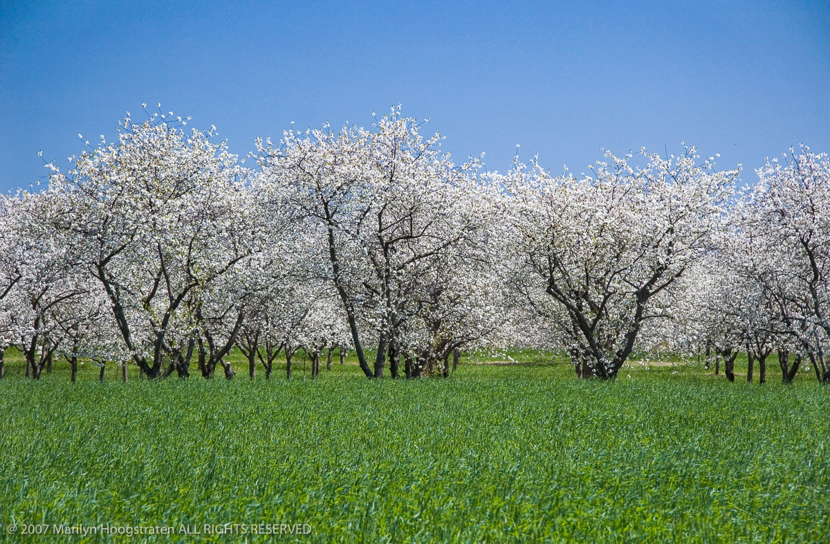 Cherry Blossoms, Old Mission Peninsula, Northern Michigan
