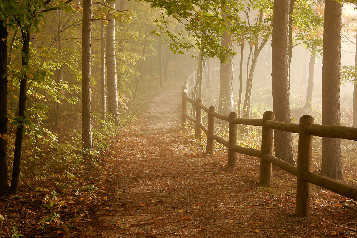 Misty Morning on the North Country Trail, Northern Michigan
