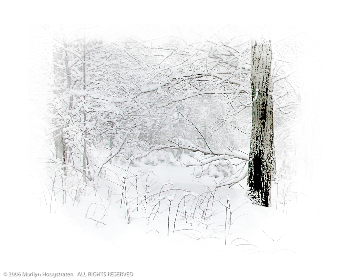 Woodland Snowfall