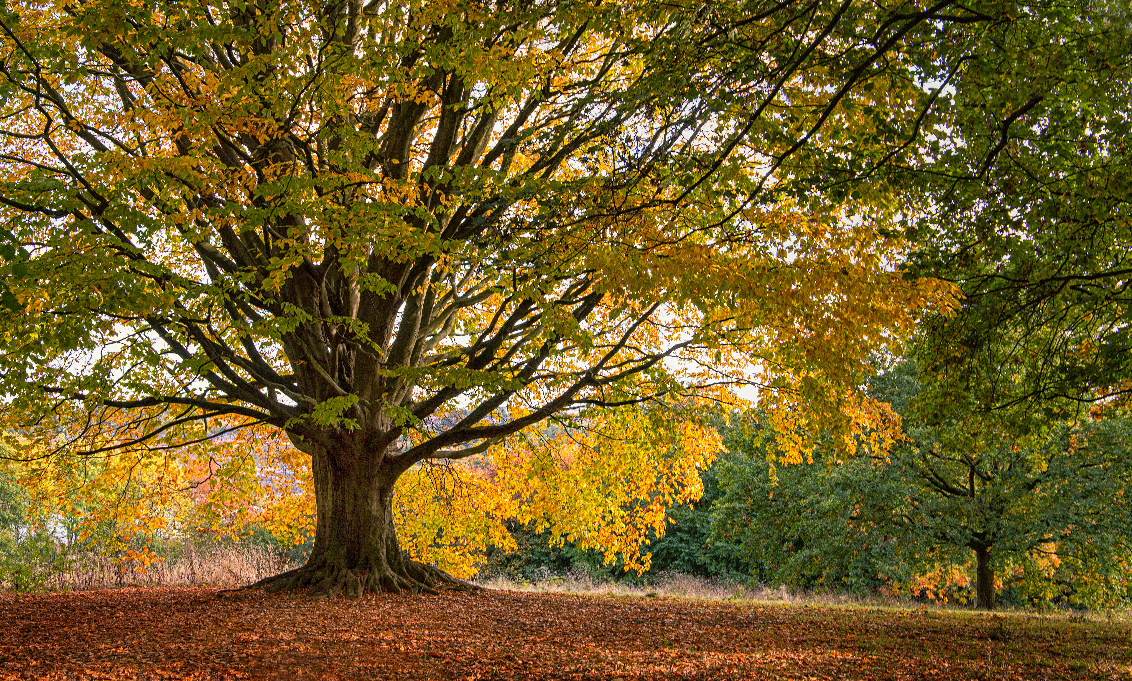 Shipley Park, Derbyshire