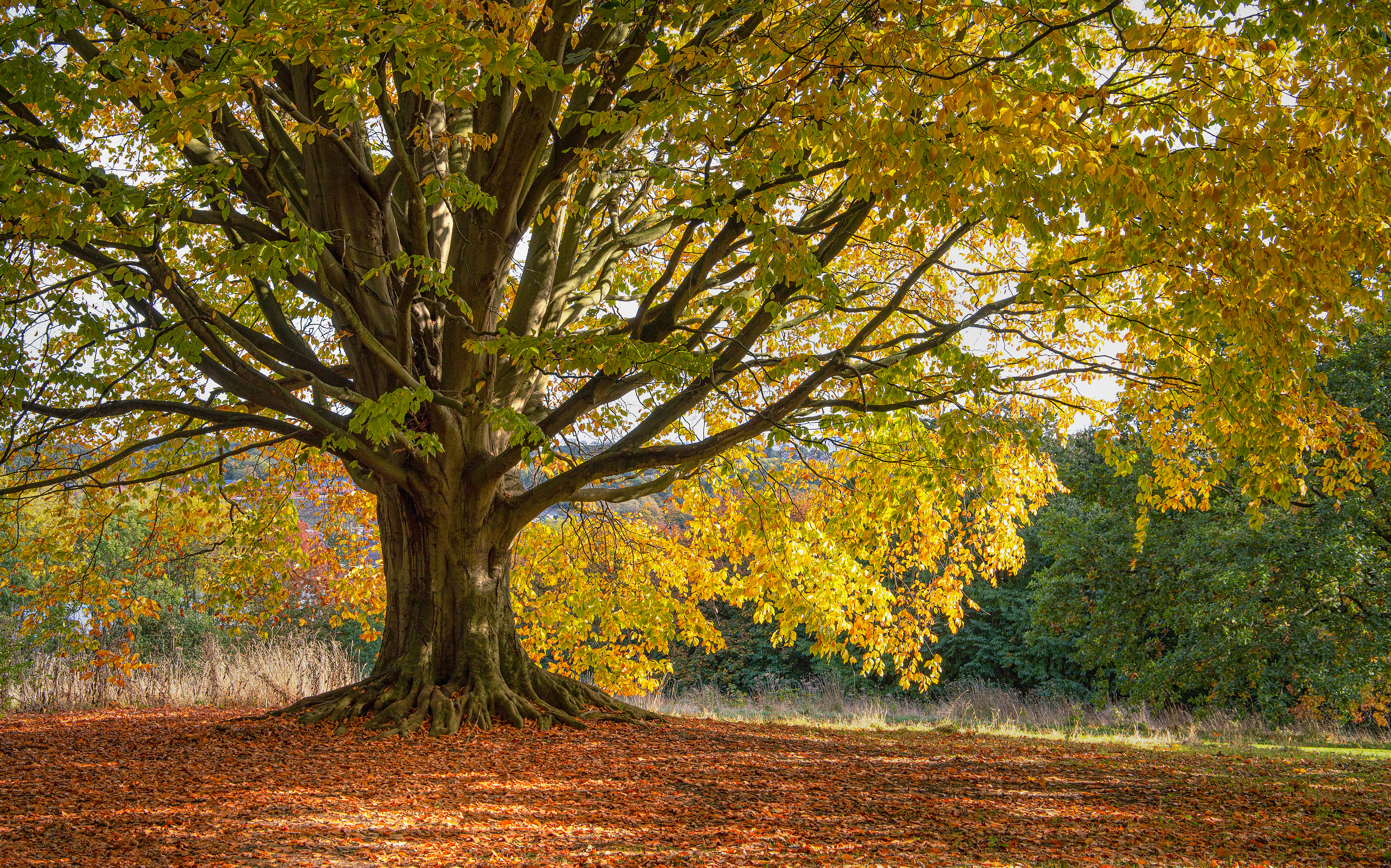 Shipley Park, Derbyshire