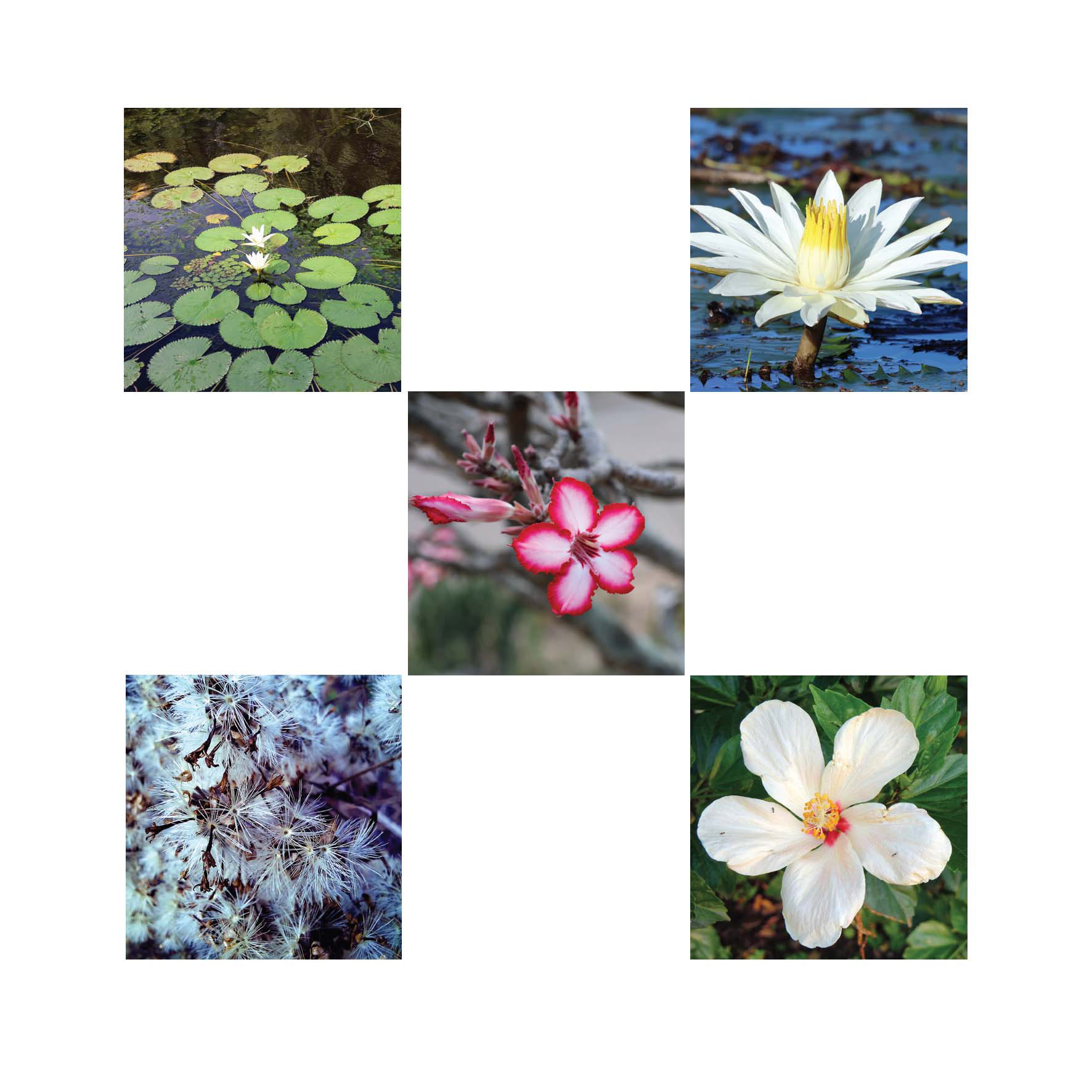 Flowers