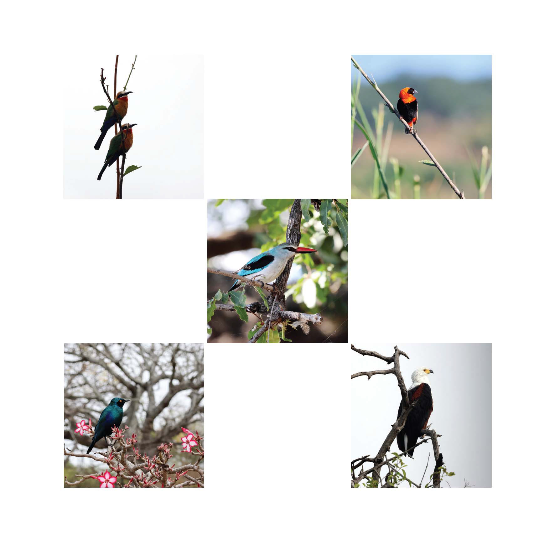 Birds