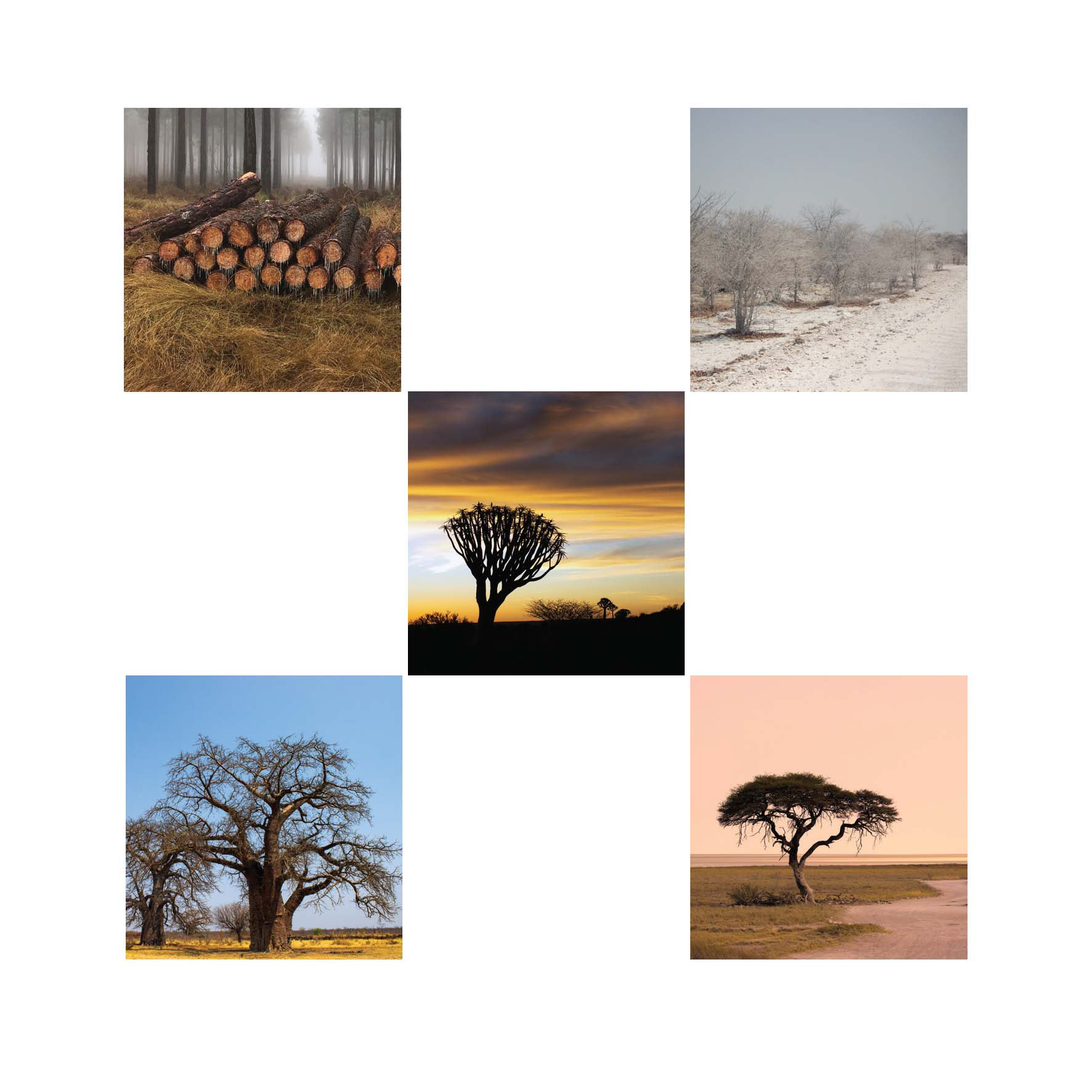 Trees