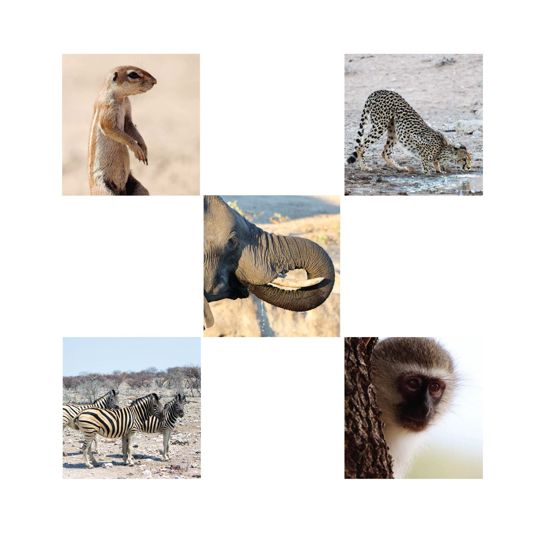 Wildlife #1