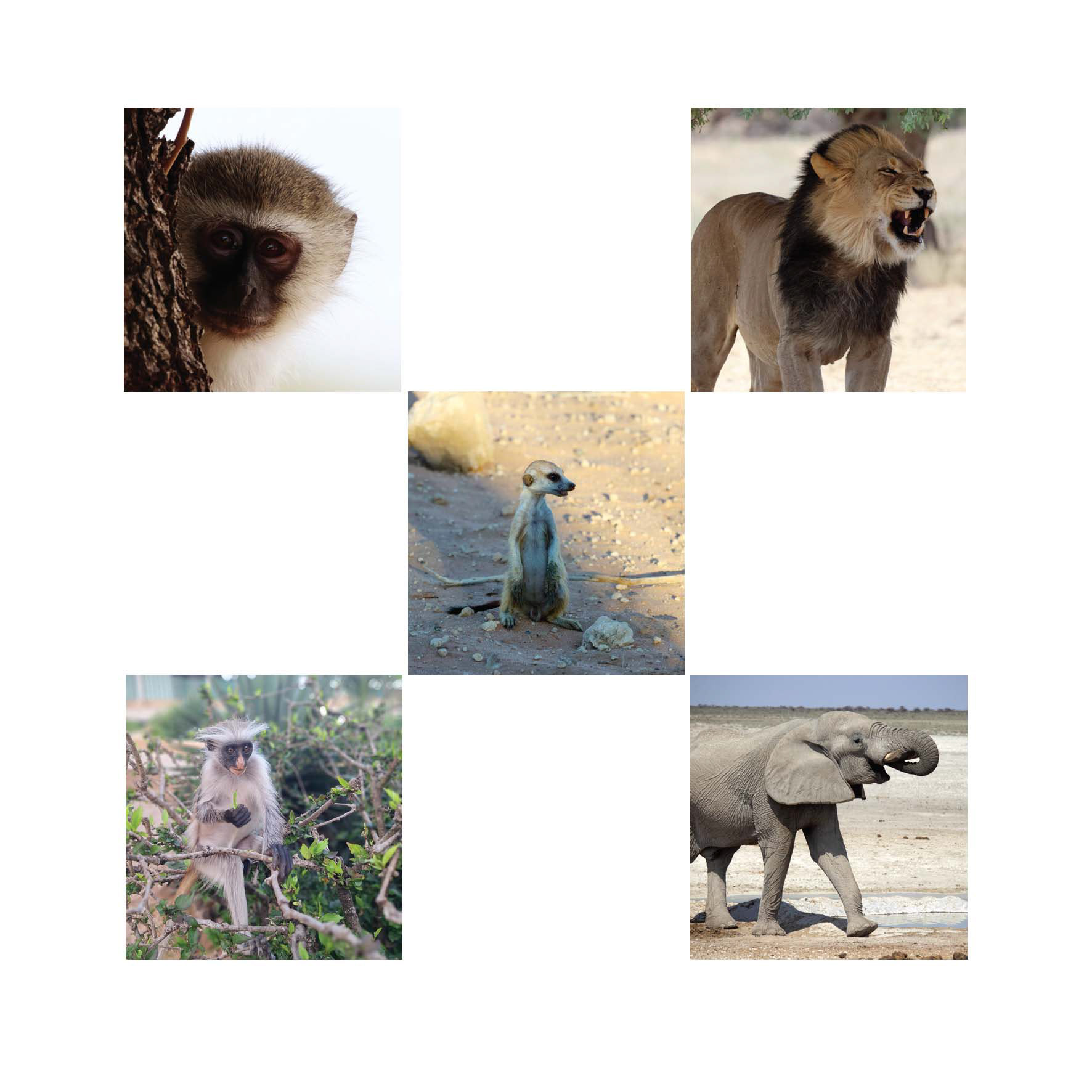 Wildlife #2