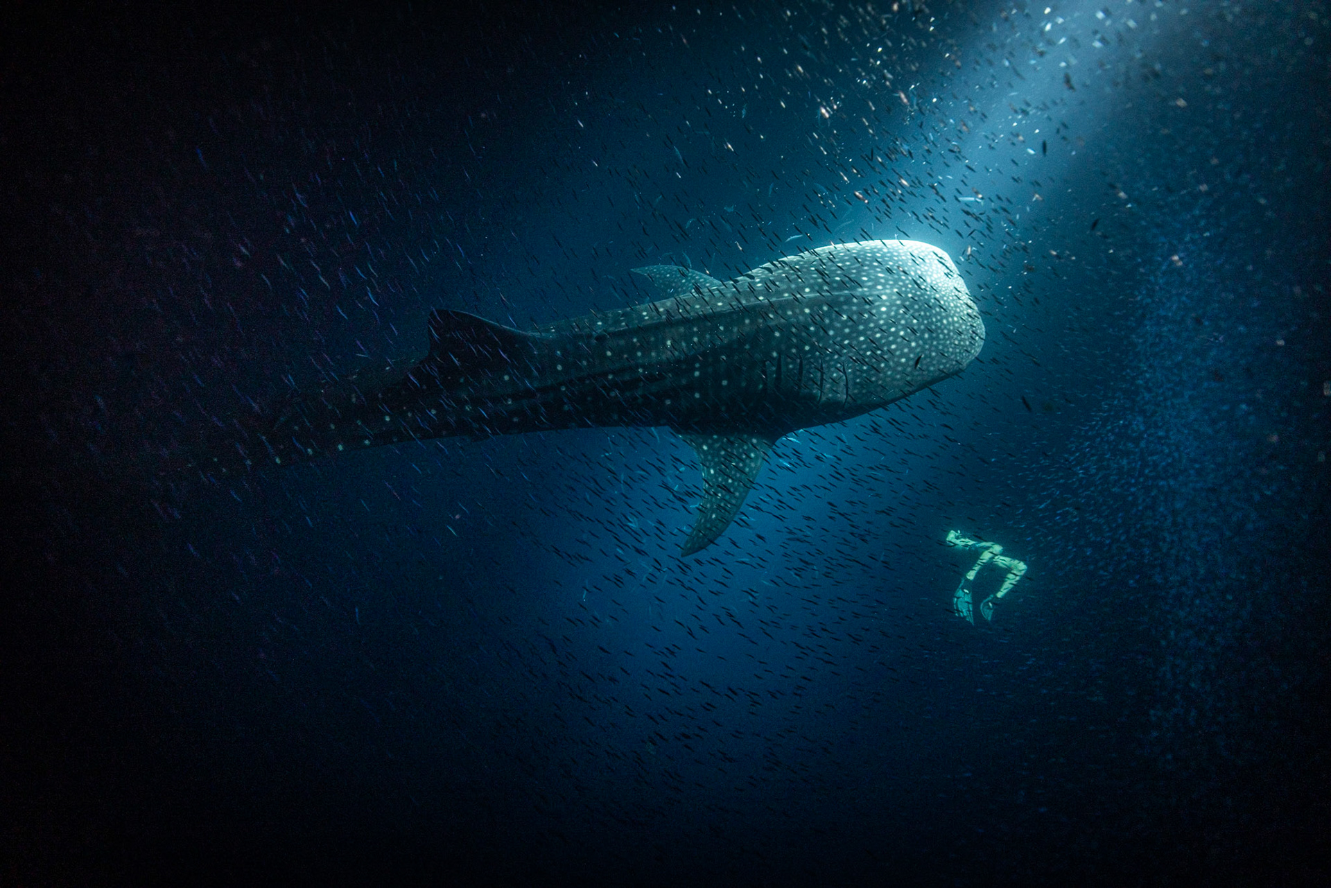 Whale Shark