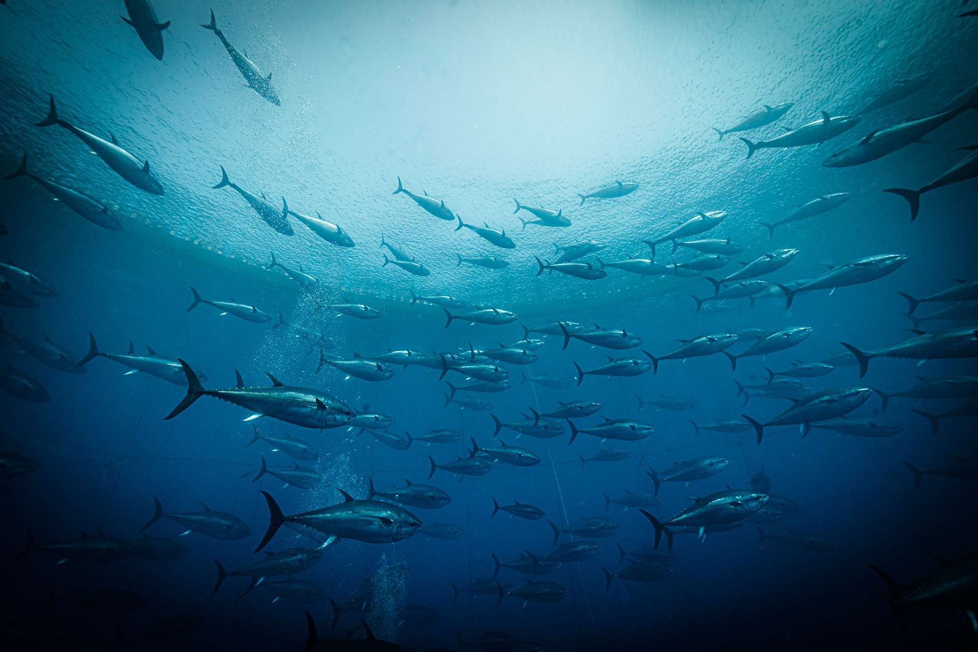 Tuna farm