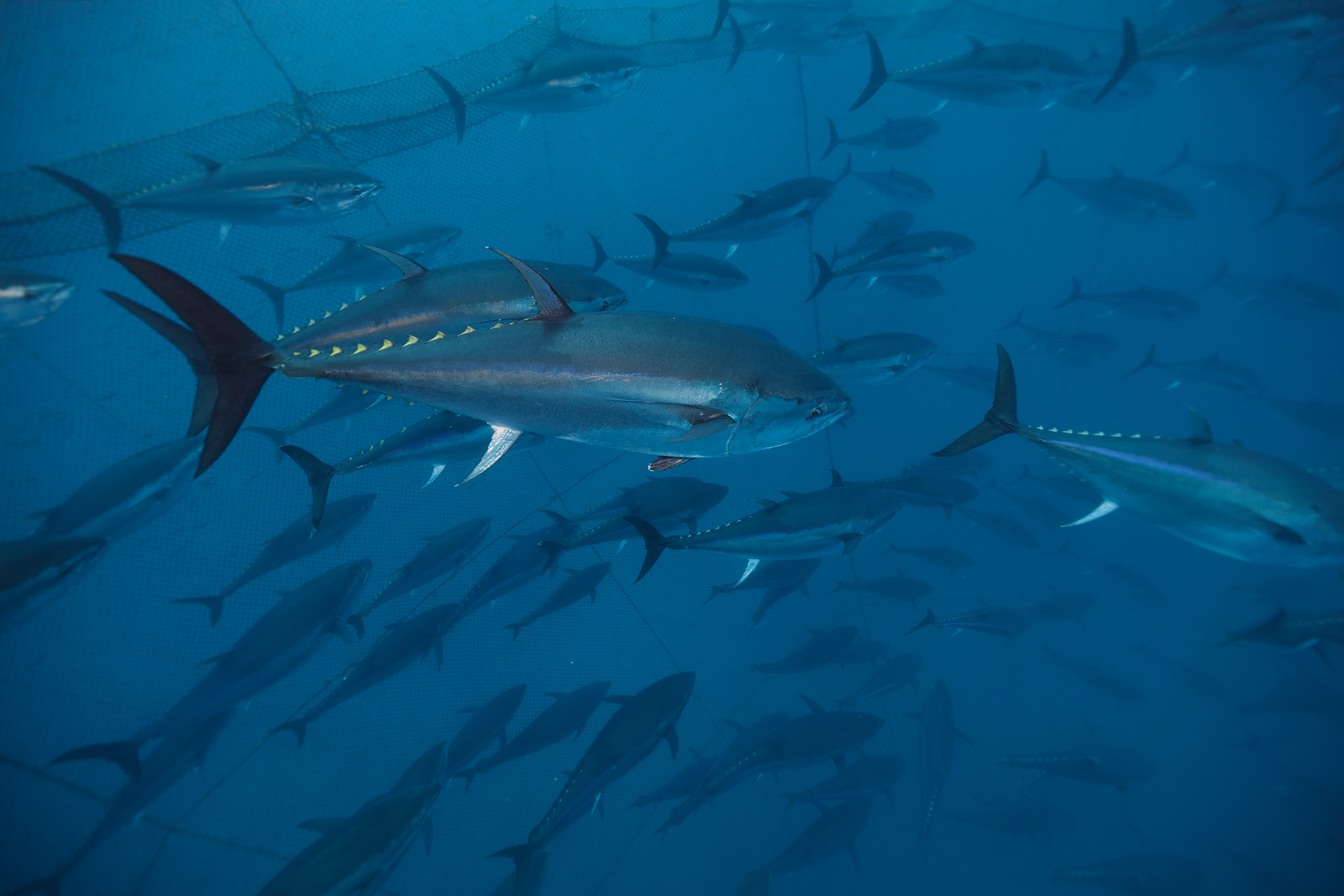 Tuna farm