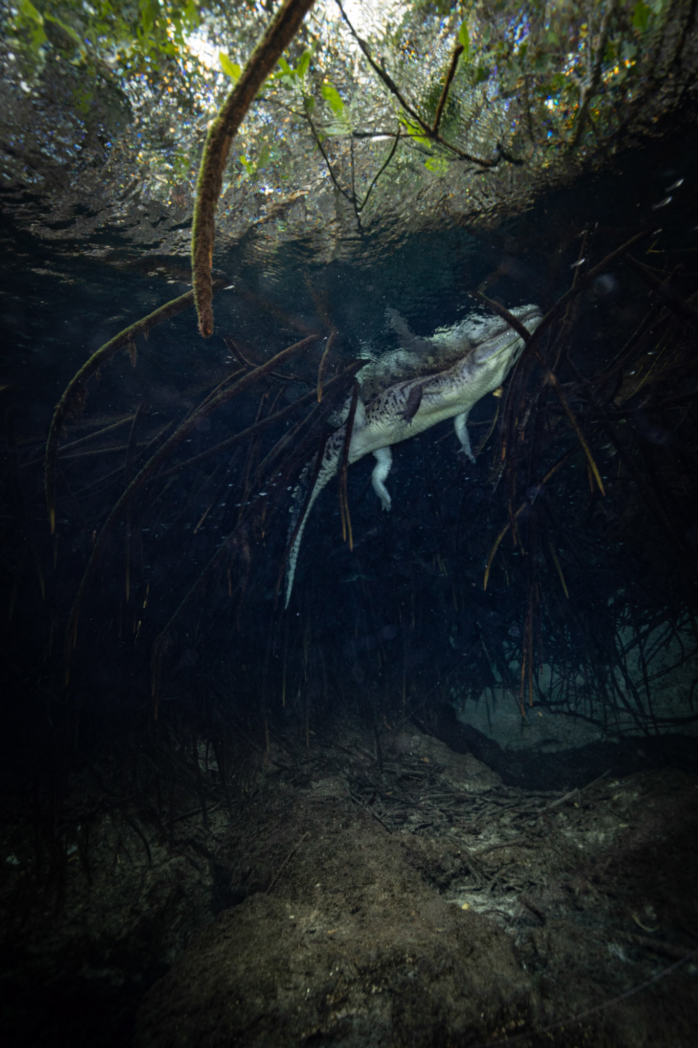 Casa Cenote