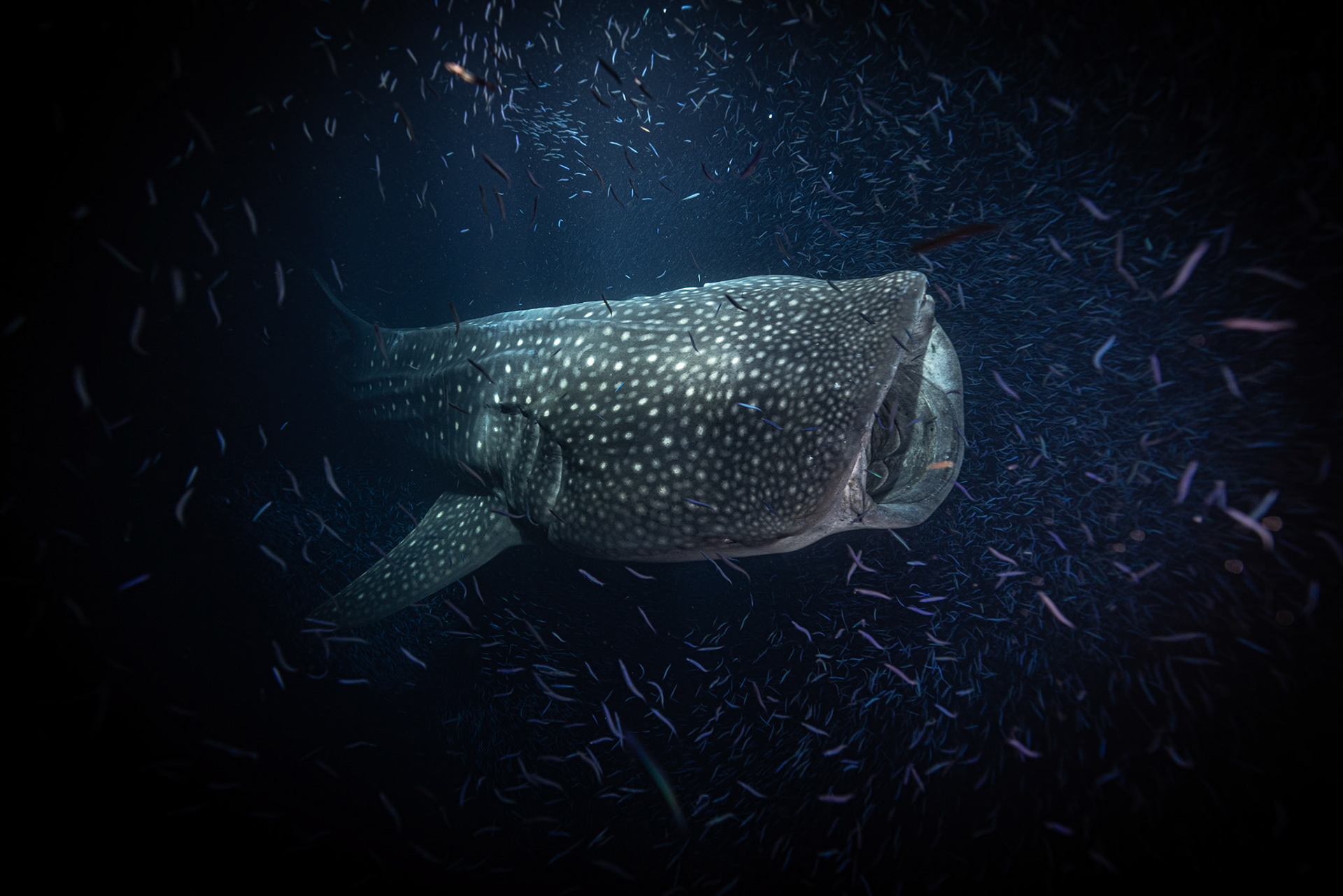 Whale Shark