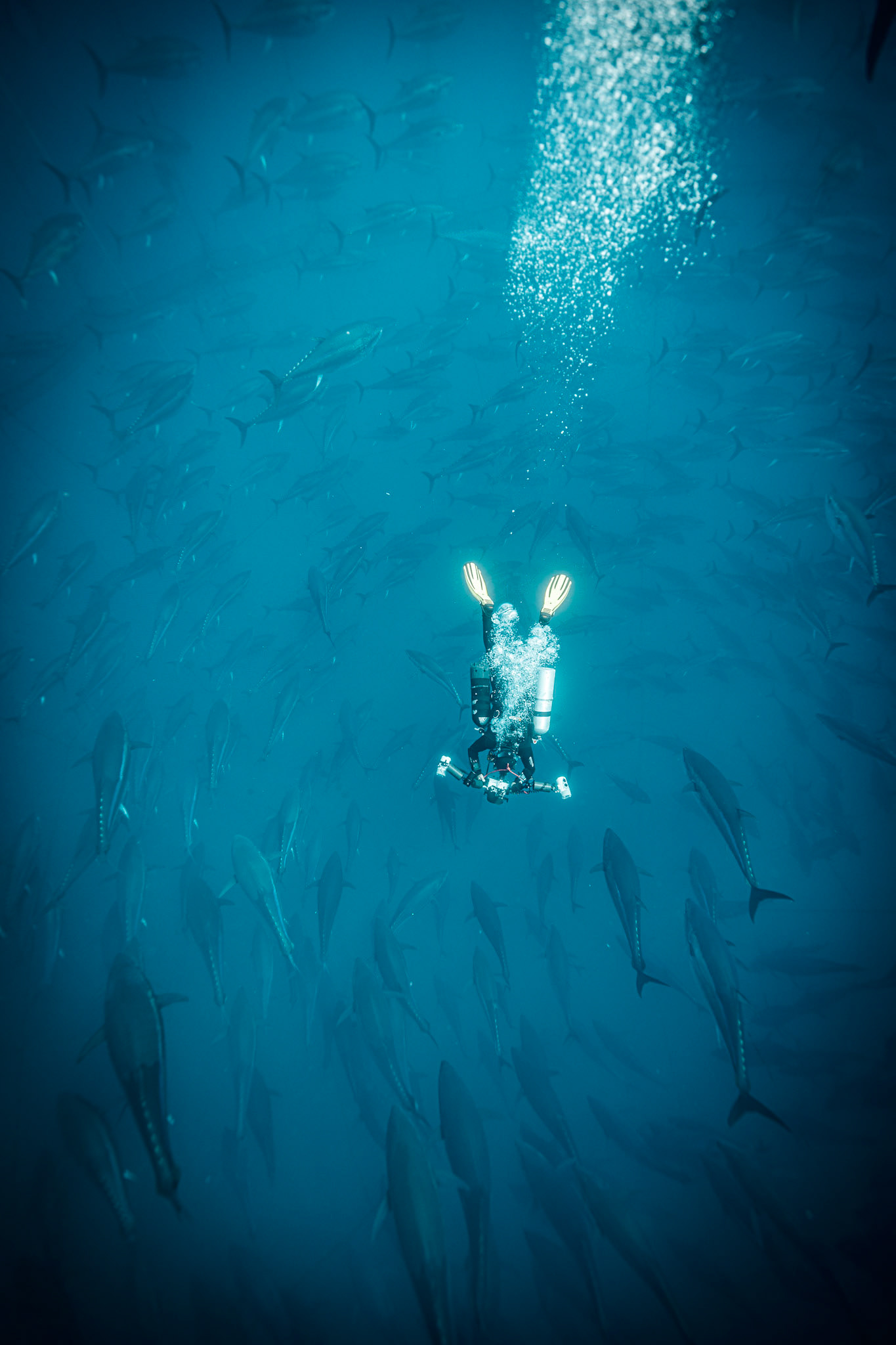Tuna farm