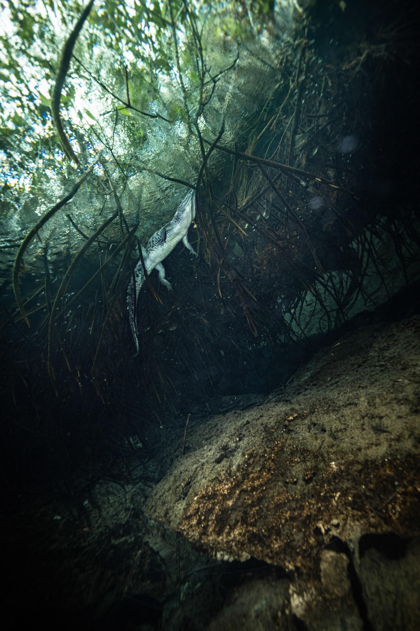 Casa Cenote