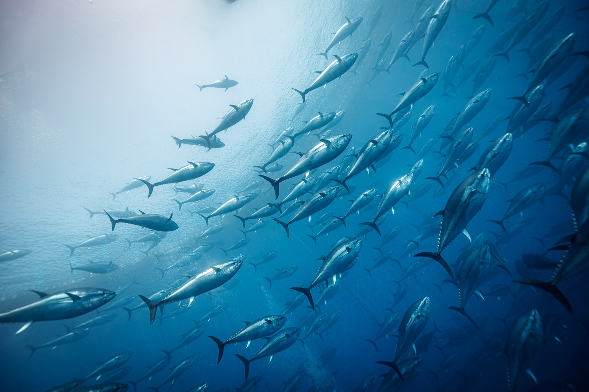 Tuna farm