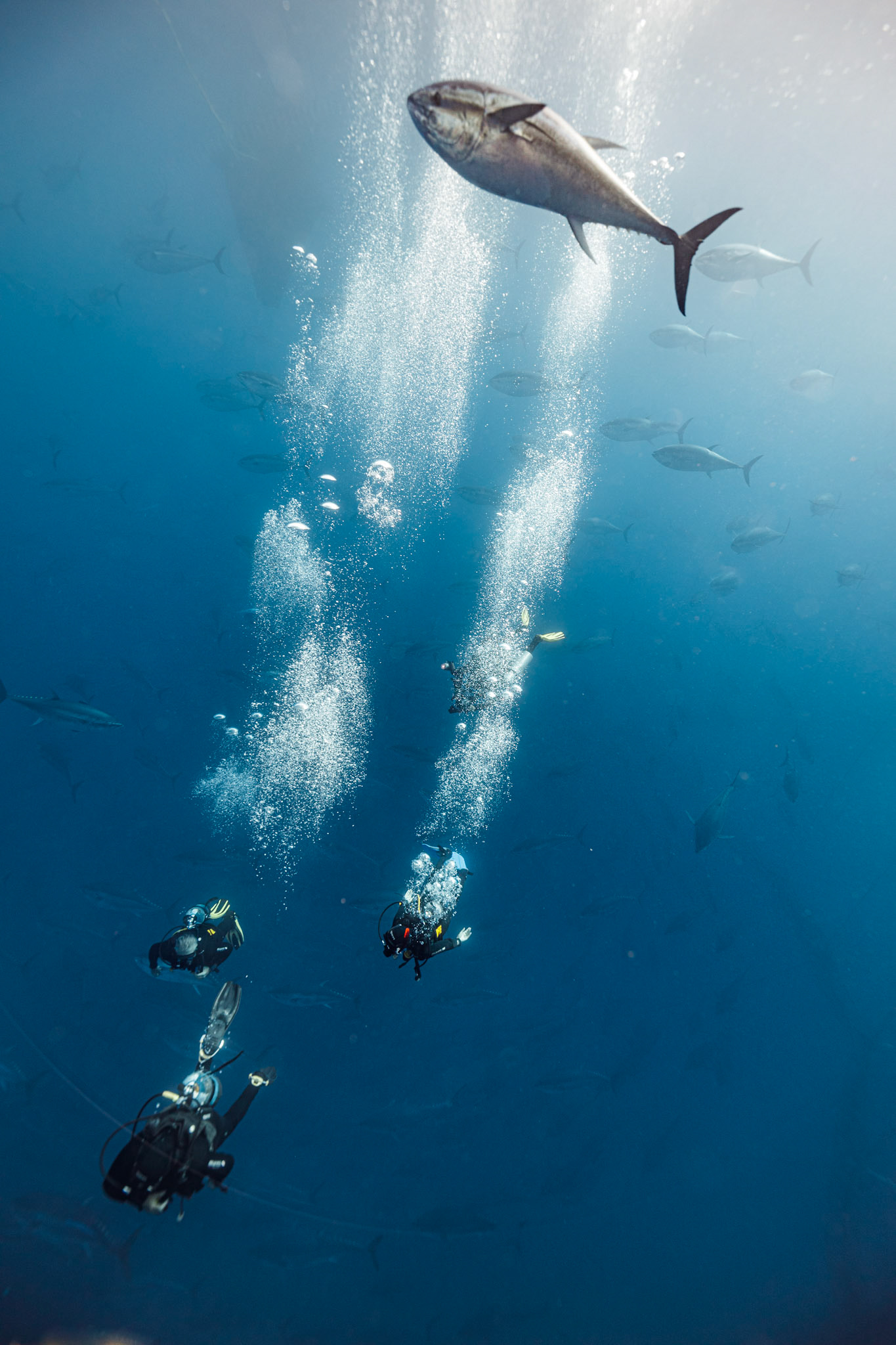 Tuna farm