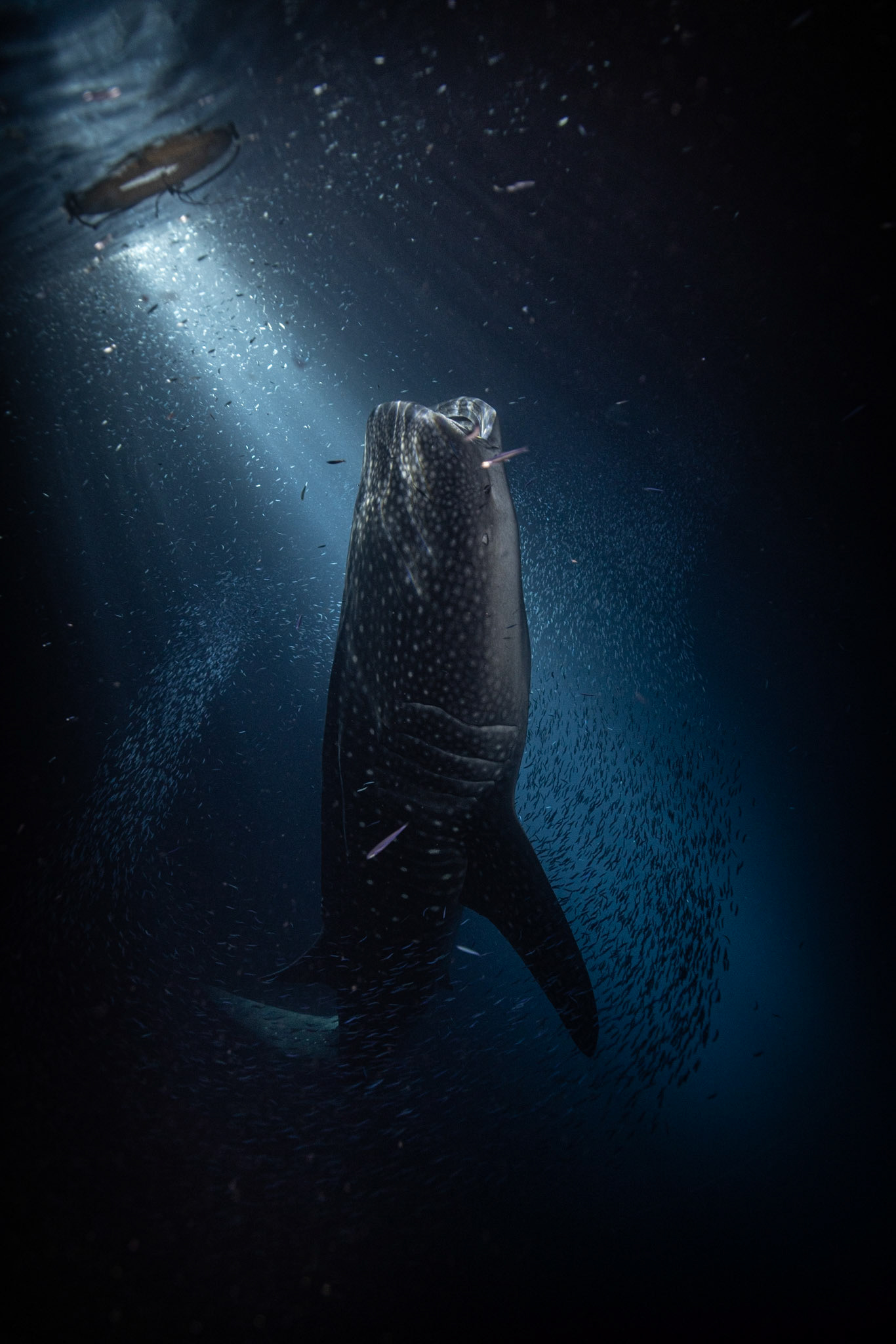Whale Shark