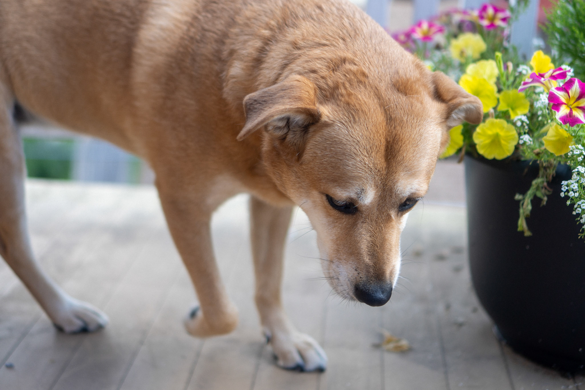 Bella keeping me company, perfect sweetie angel that she is